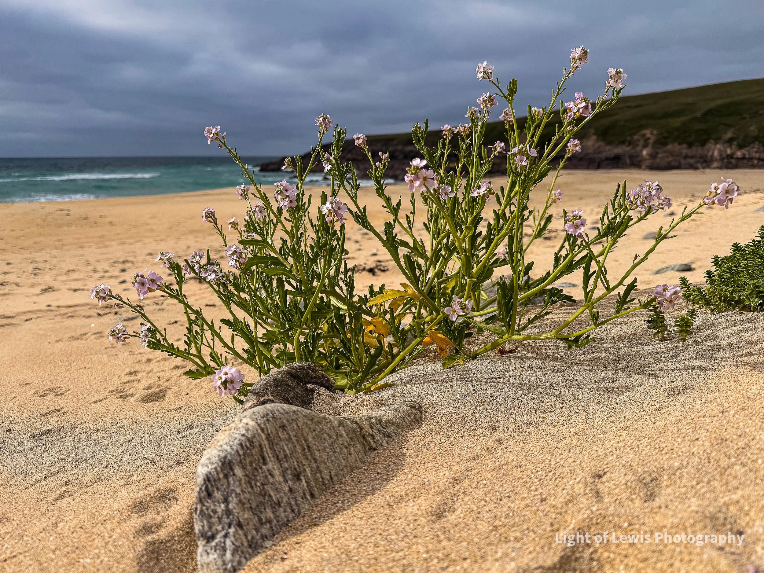 Sea Rocket (Cakile Maritima) 