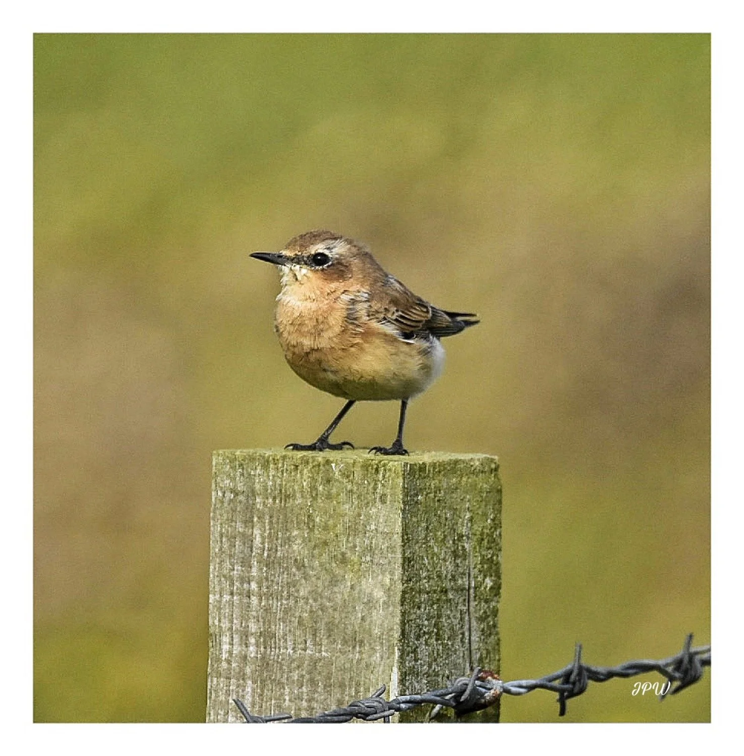 Northern Wheatear