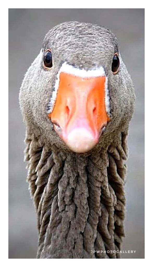 Who's looking at You : Greylag Goose
