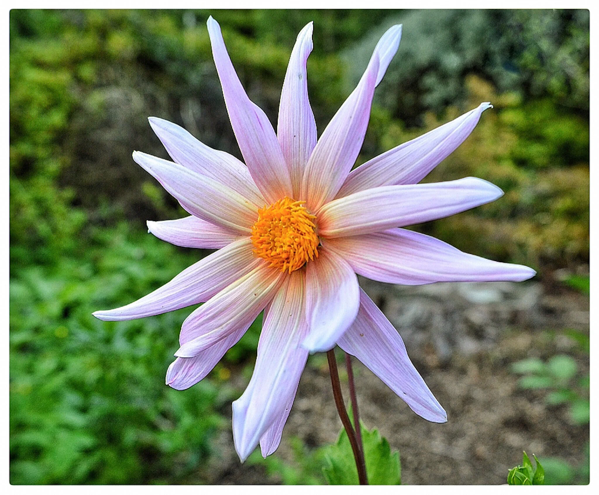 Giant Daisy