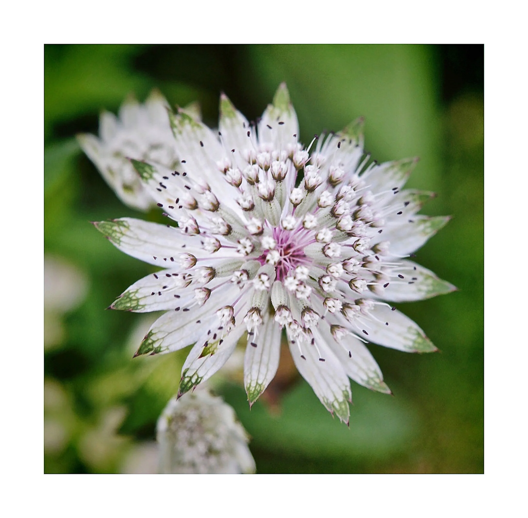 July Floweres /2
