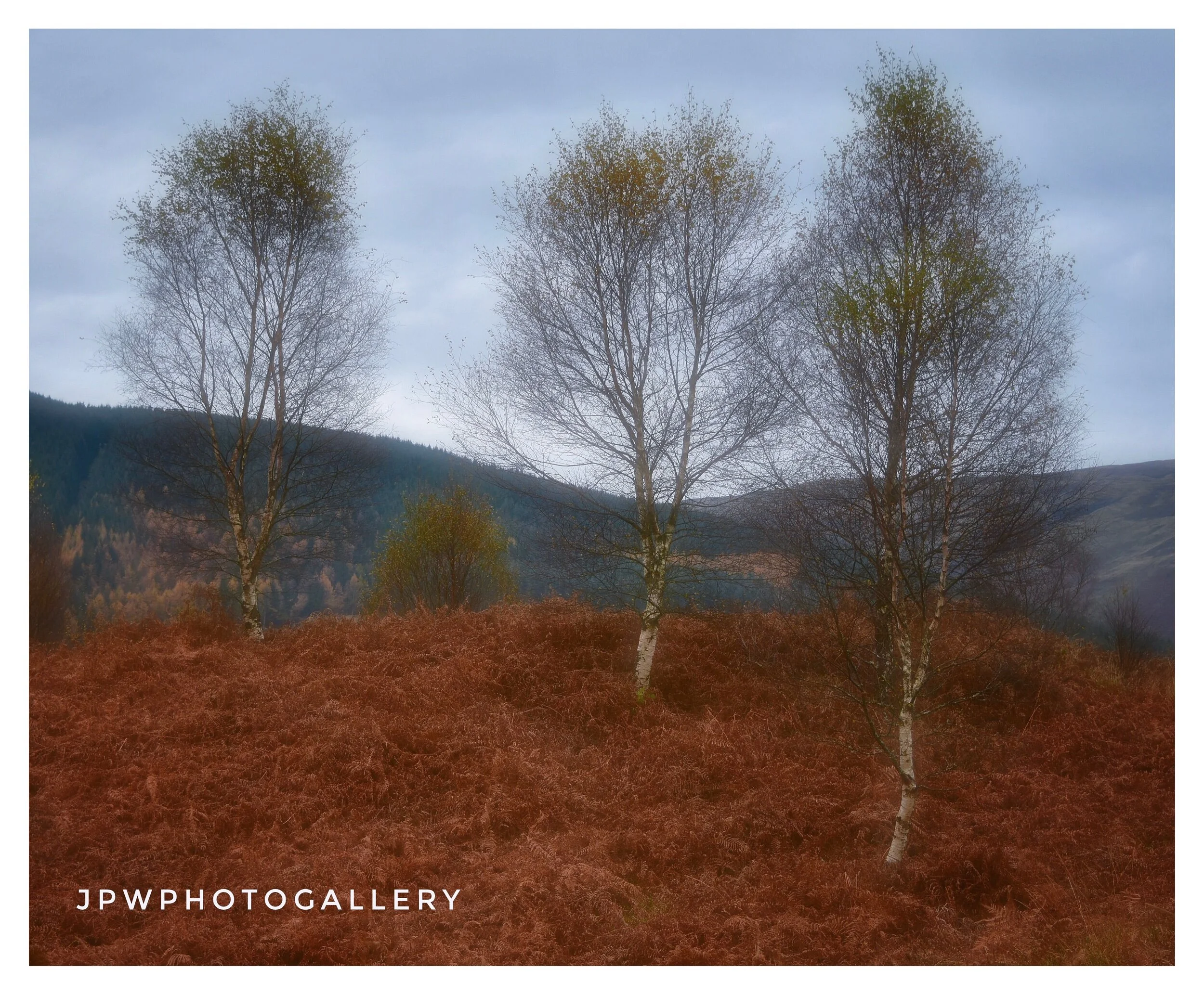 The three birches