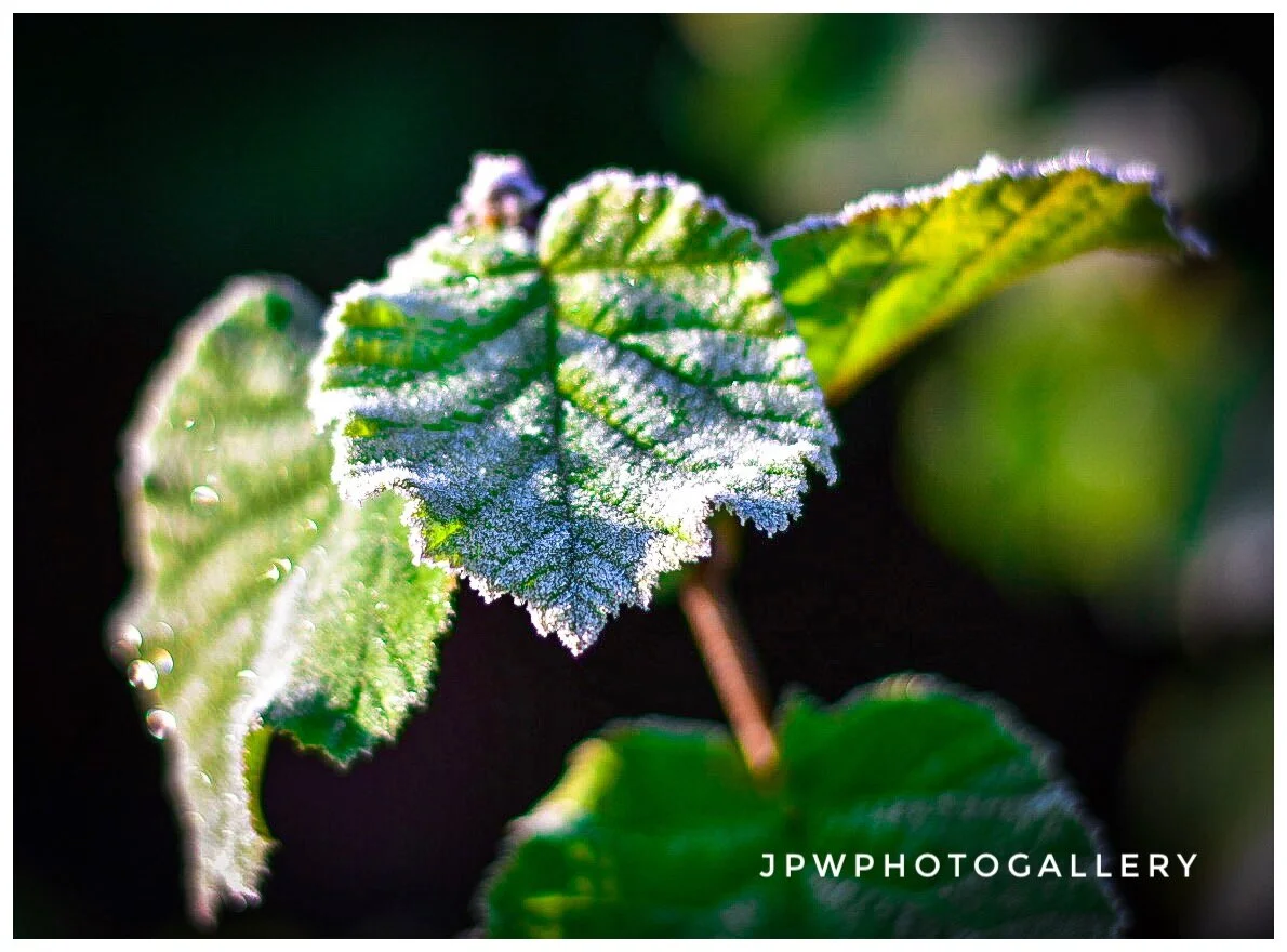 Frosty Mornings