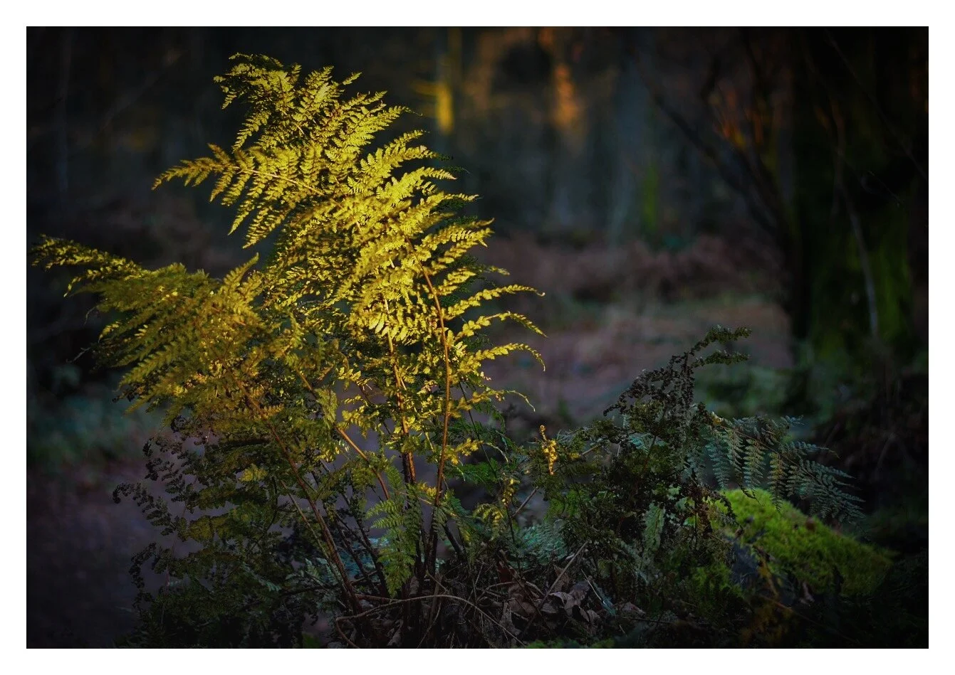 Woodland Ferns