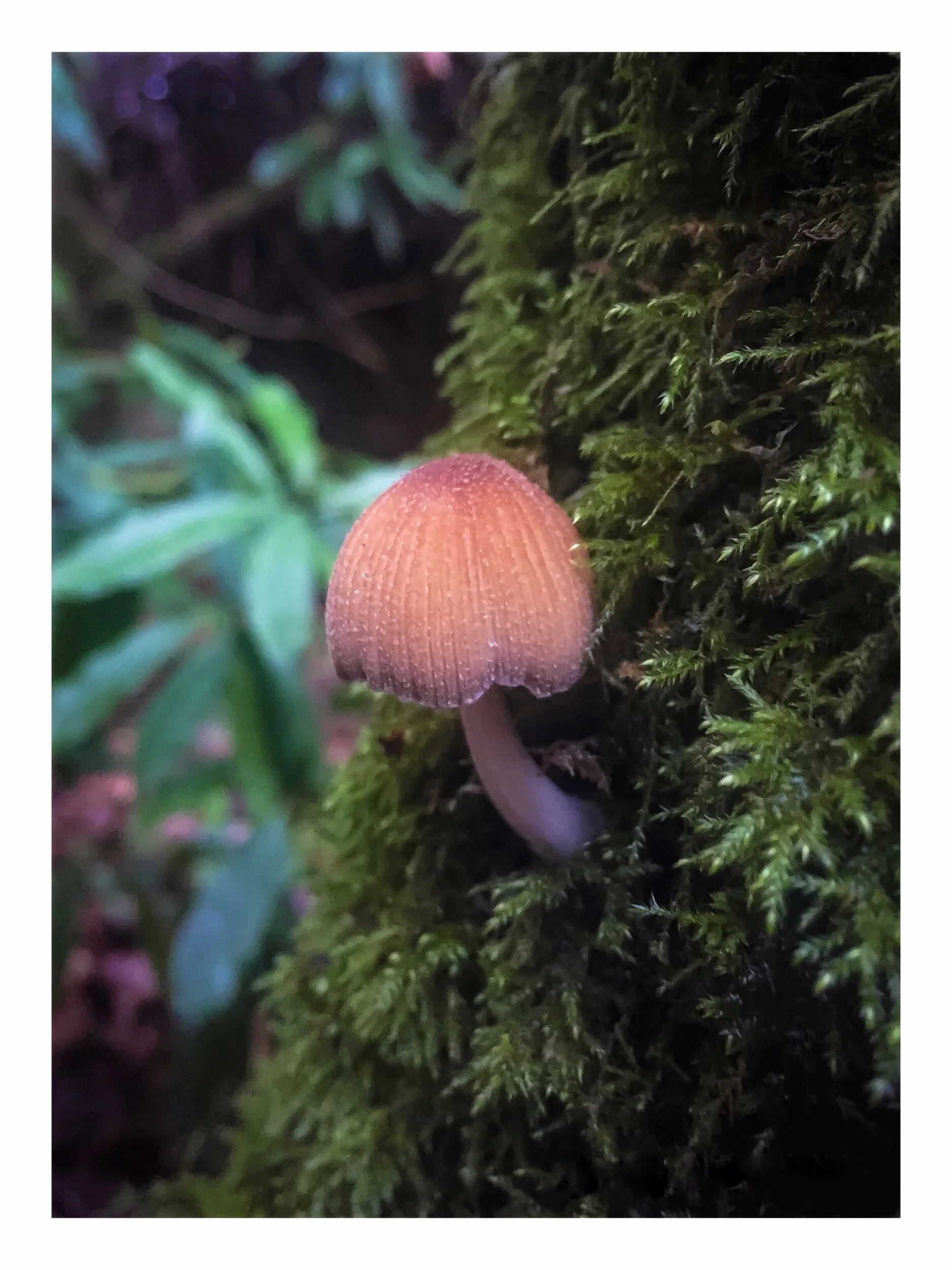 Woodland delight