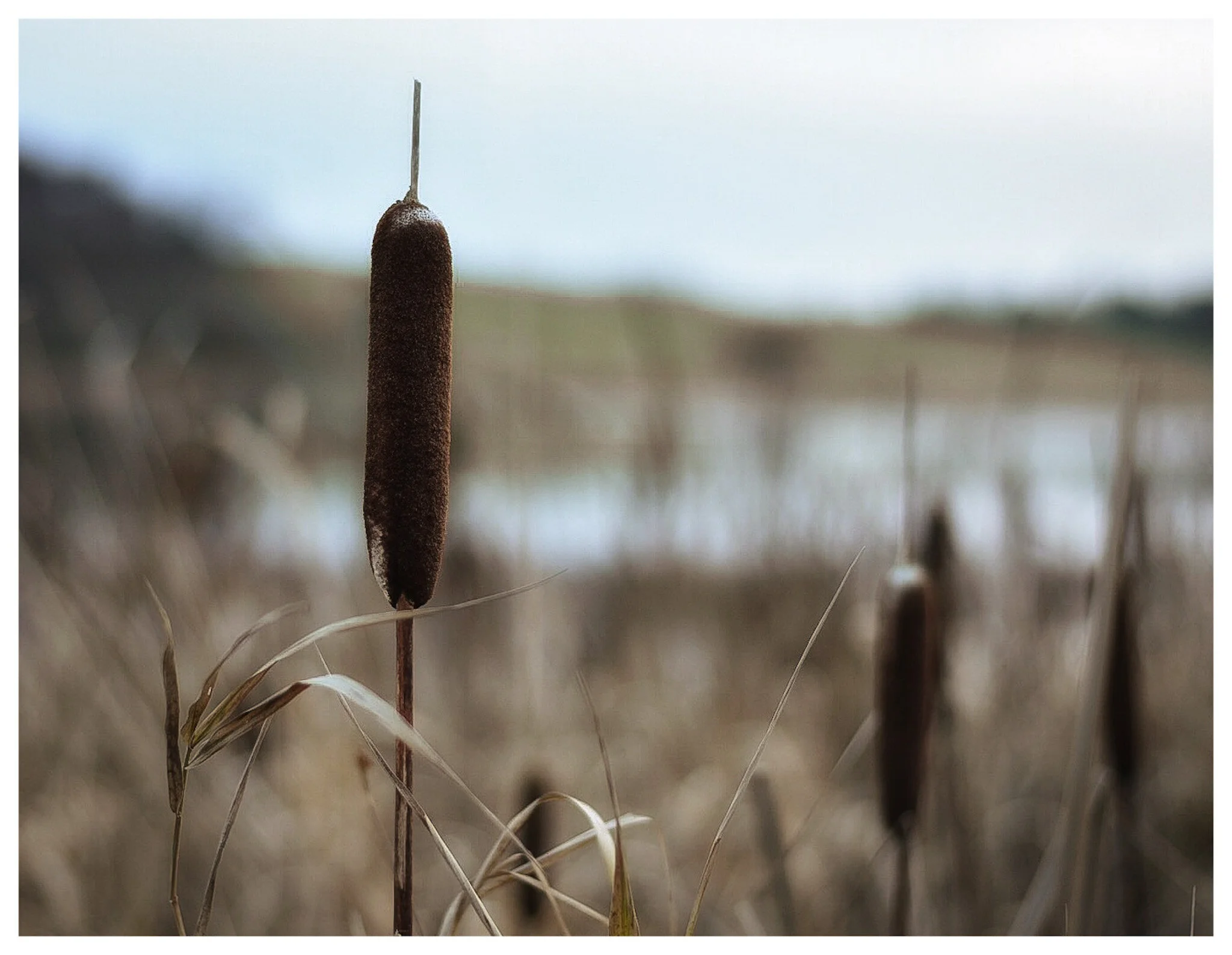 Pond Nature