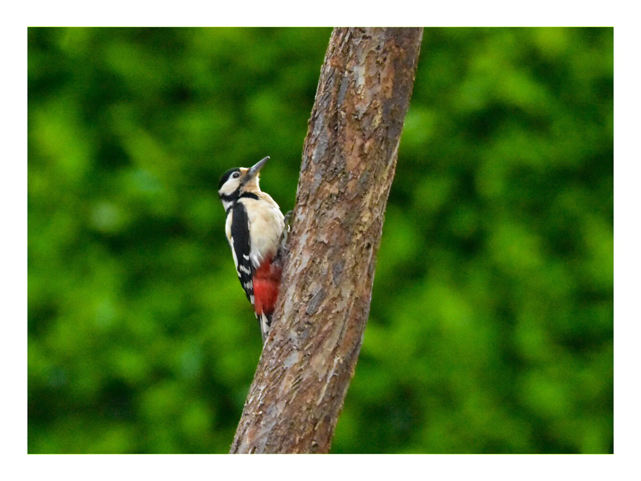The Woodpecker