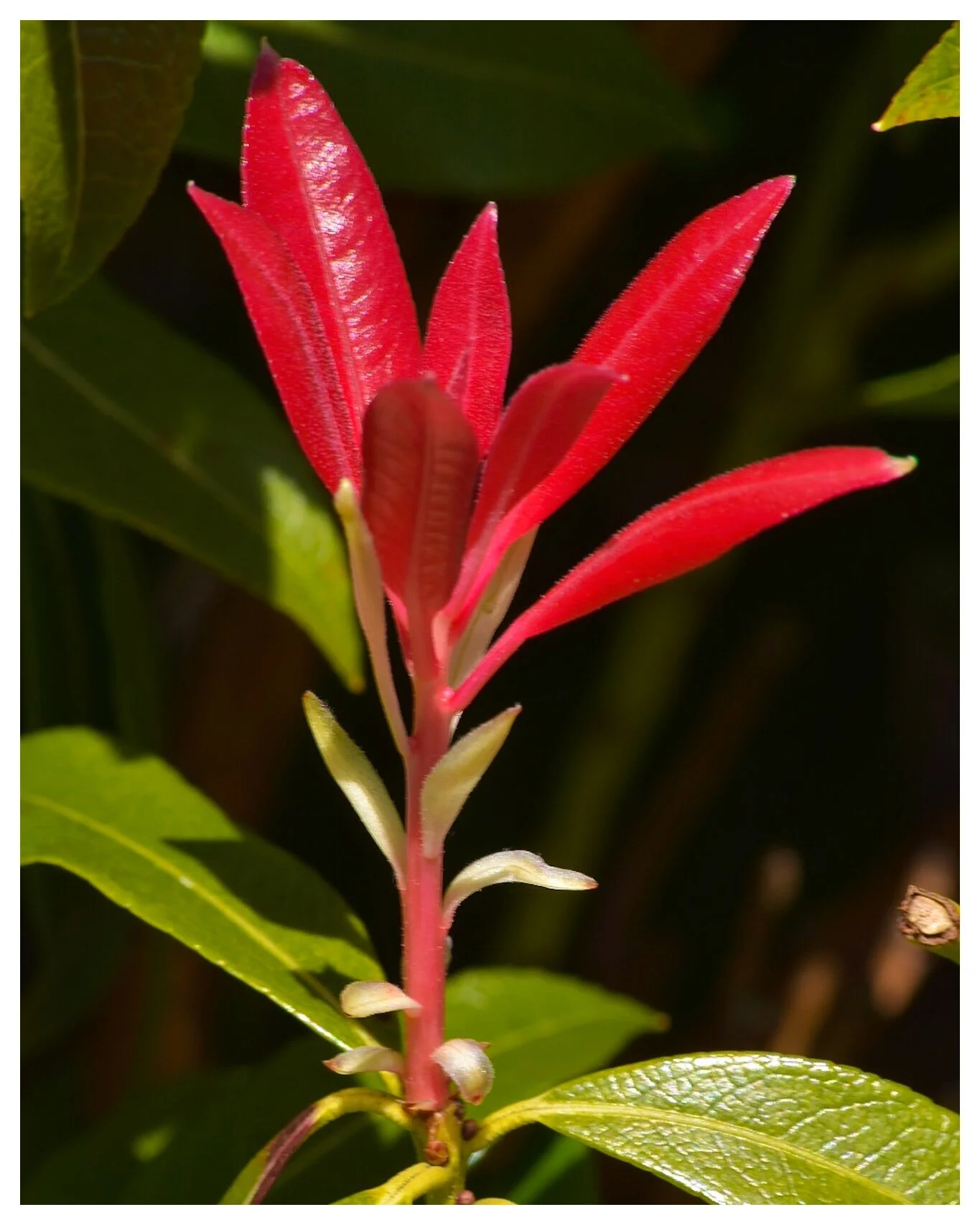 New Shoots