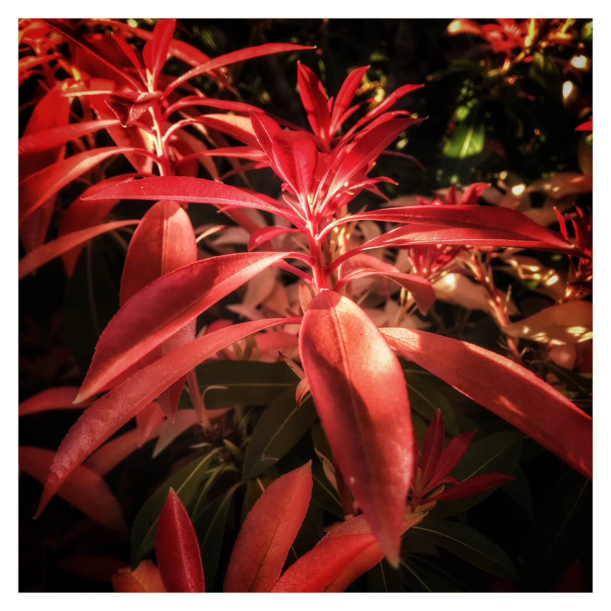 Woodland Plants