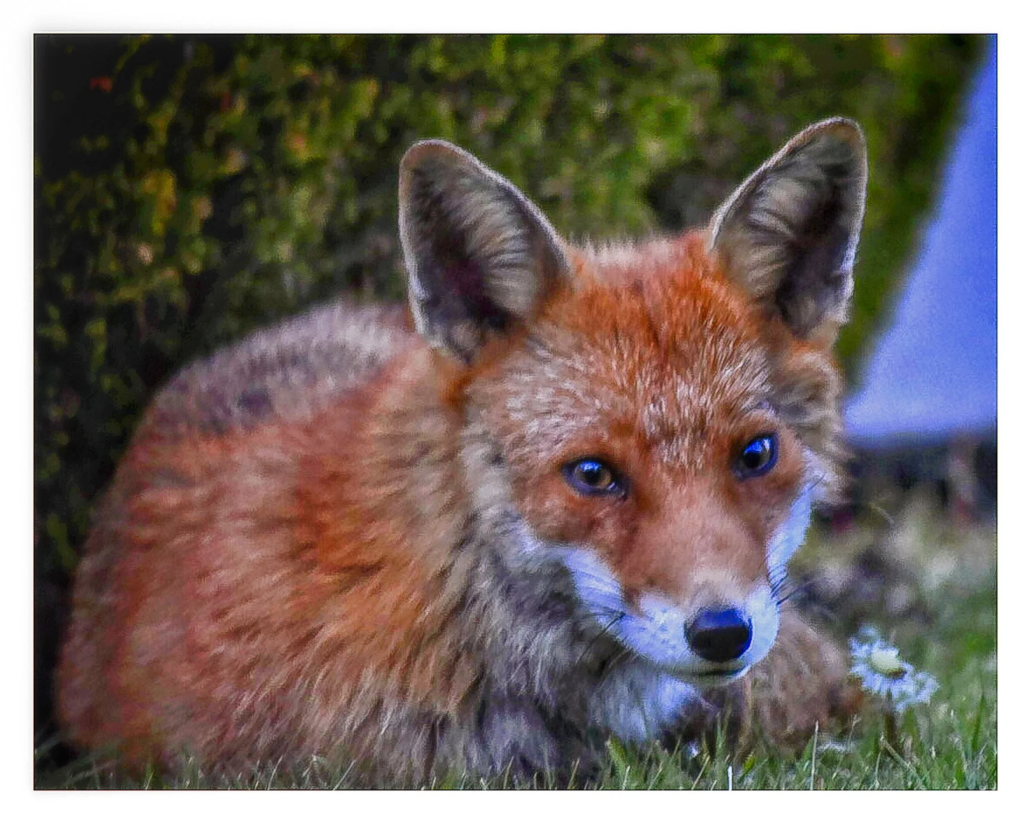 The Fox and Dandelion
