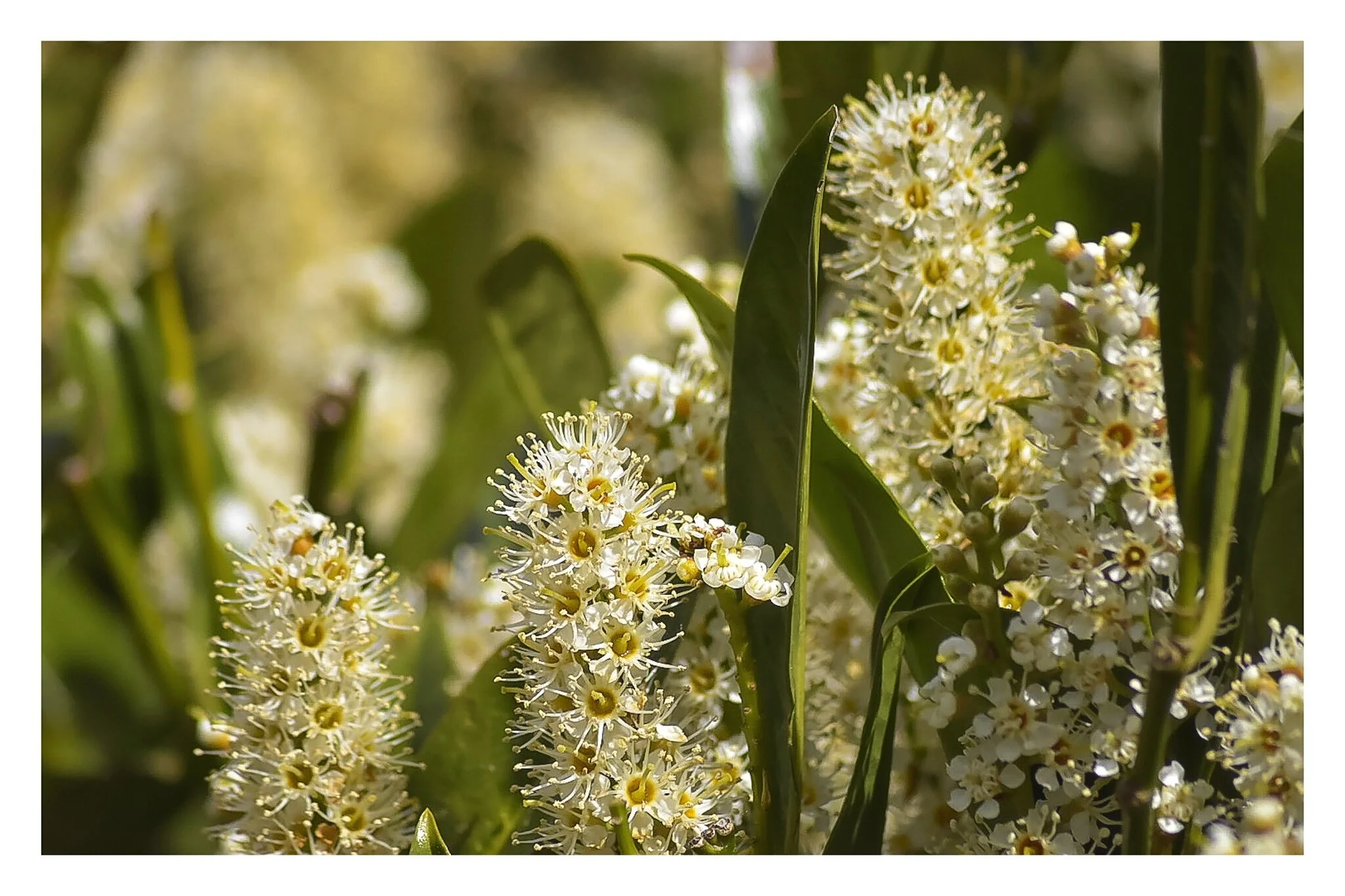 Summer Plants