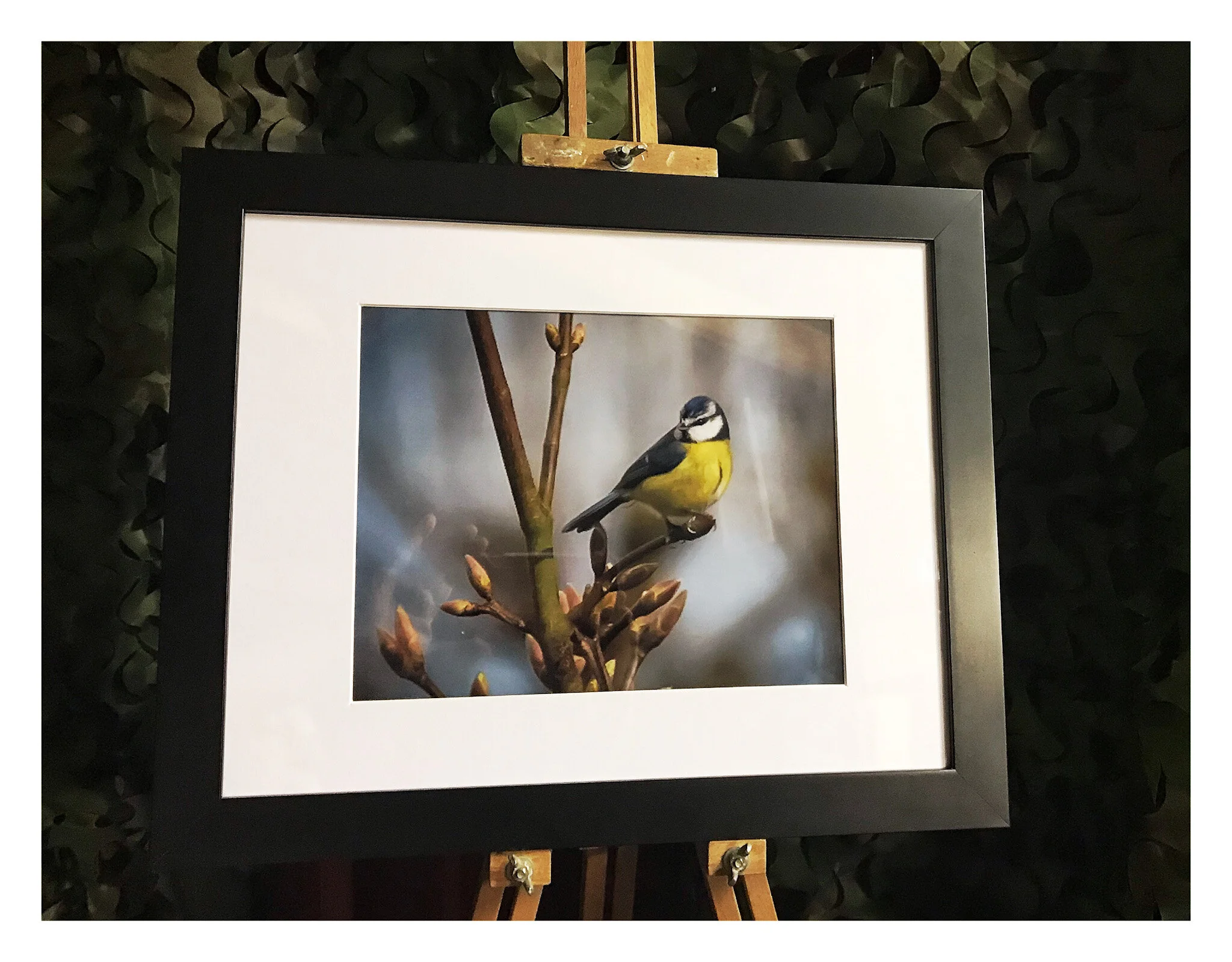 The Bluetit (Framed)