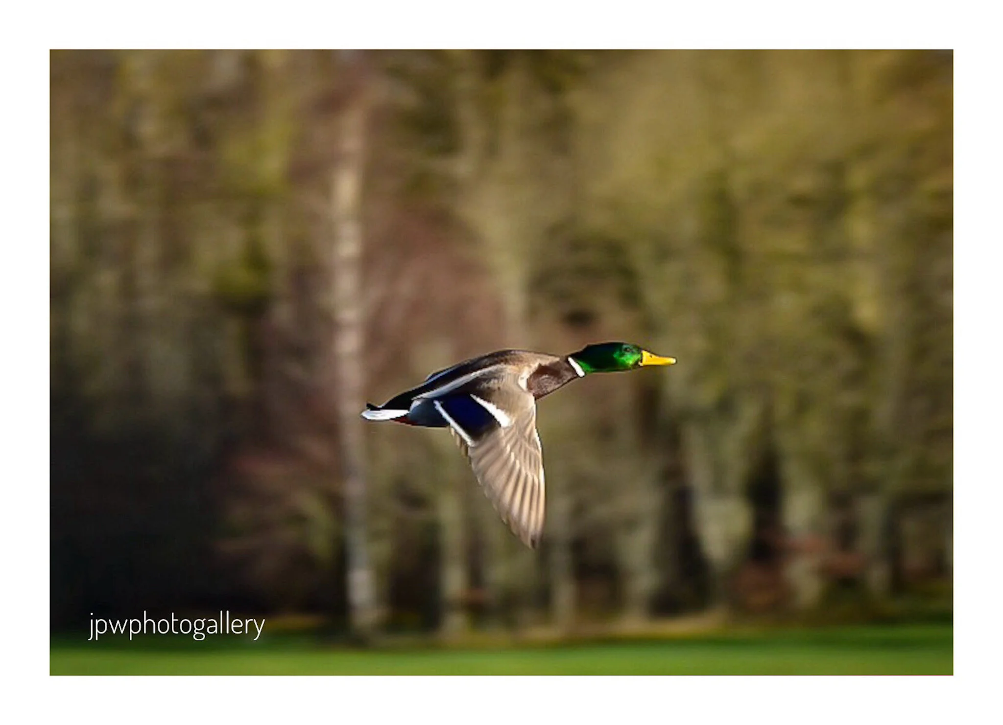 Mallard Duck