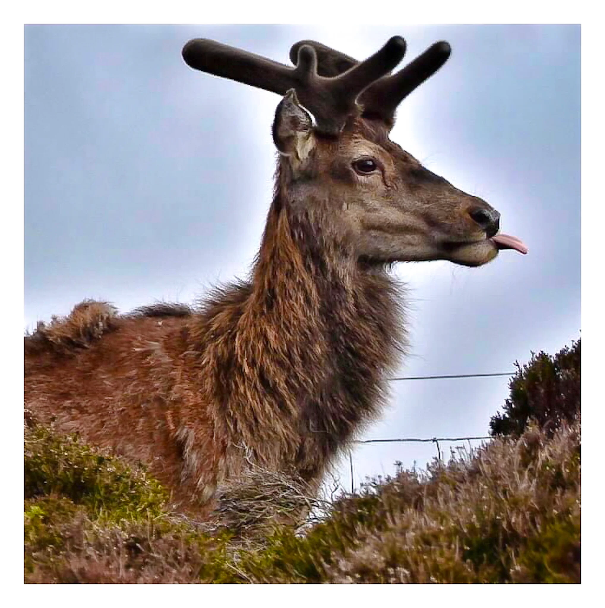 Red Deer ( Wild) Isle of skye