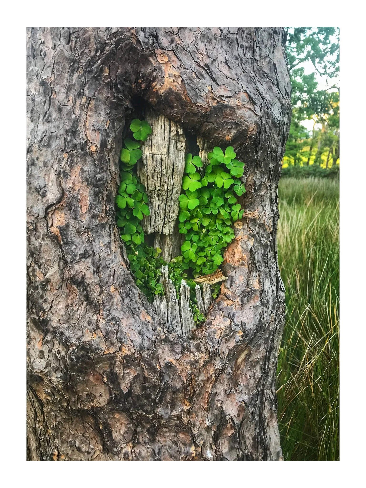 Tree Nature