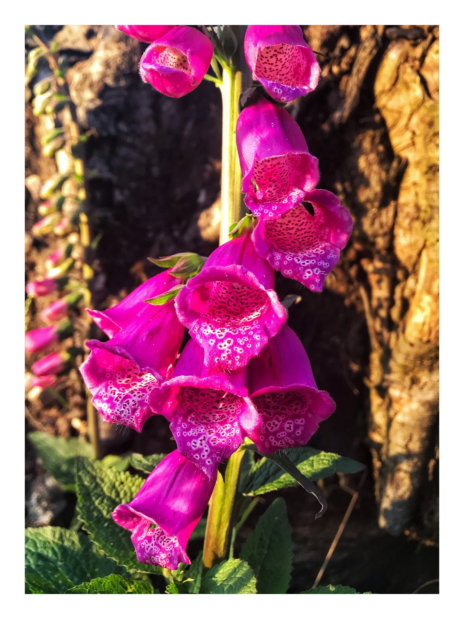 June Flowers