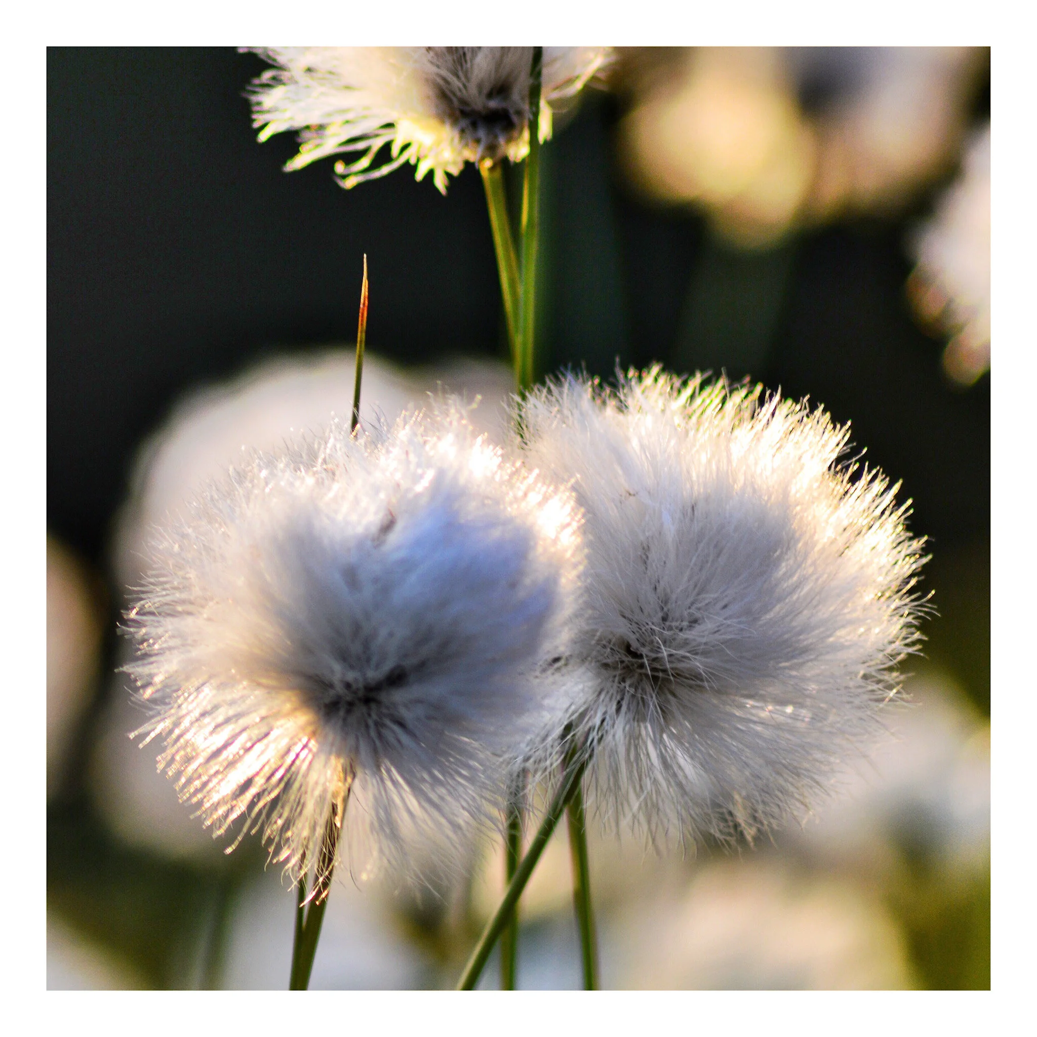 Cotton Sedge
