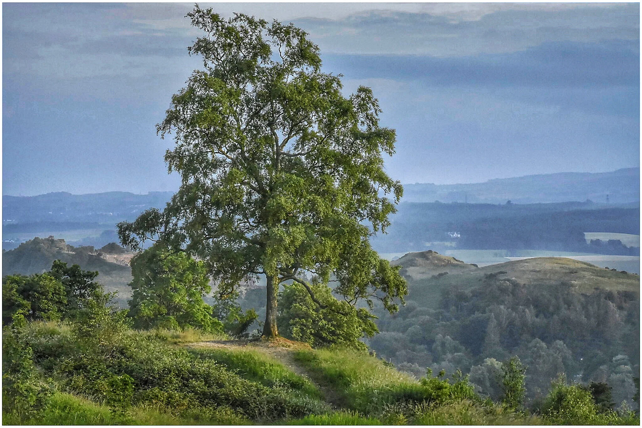 Tree View