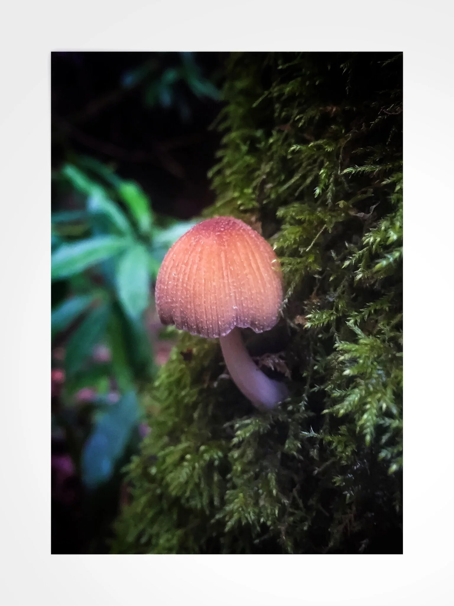 Woodland Mushroom