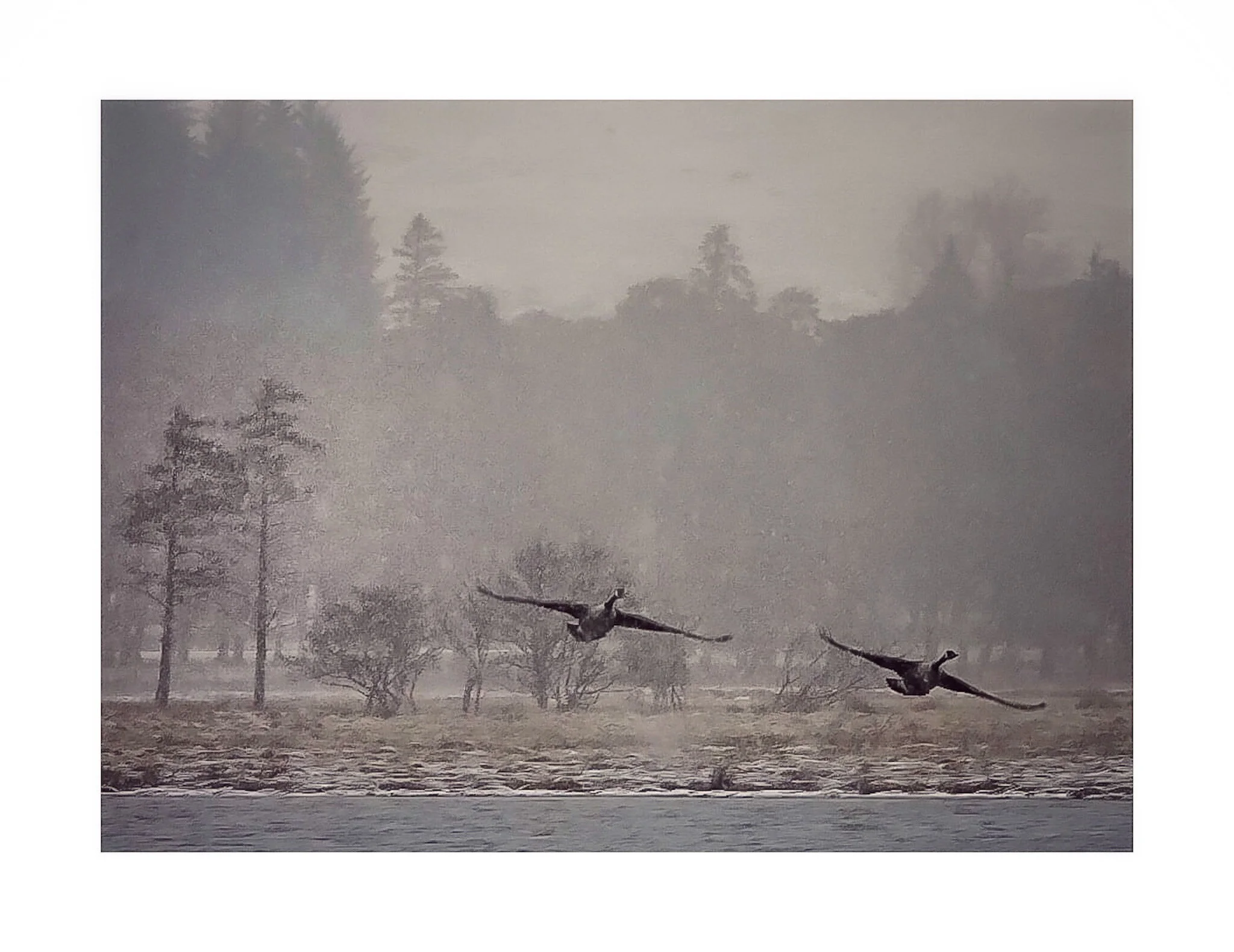 Canada Geese - Through the snow