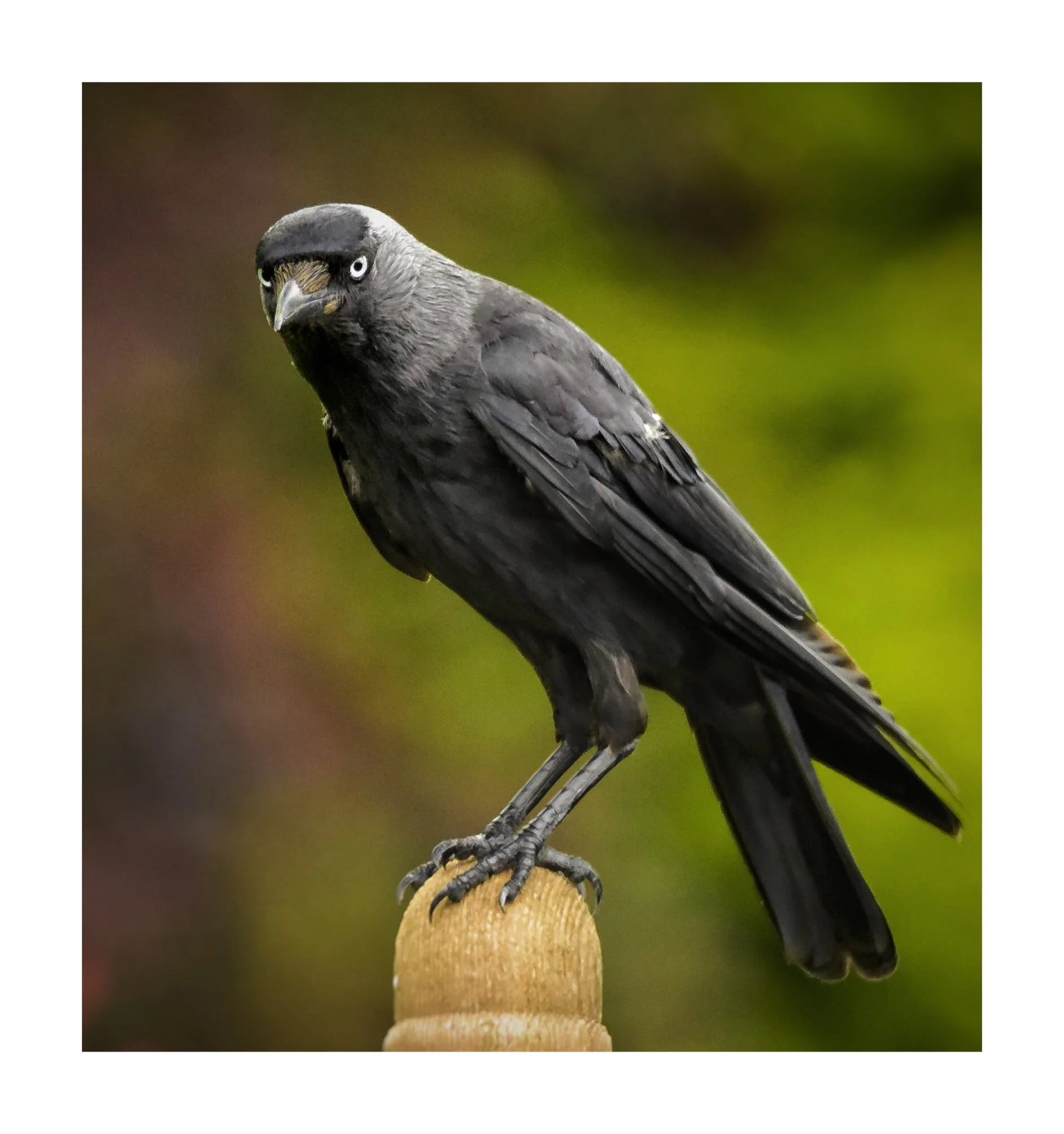 The Jackdaw