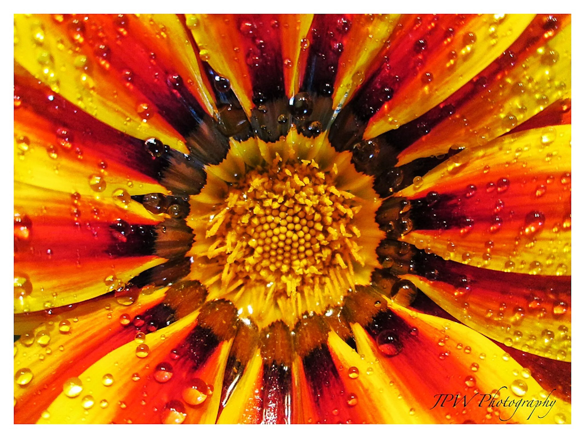 Sunburst