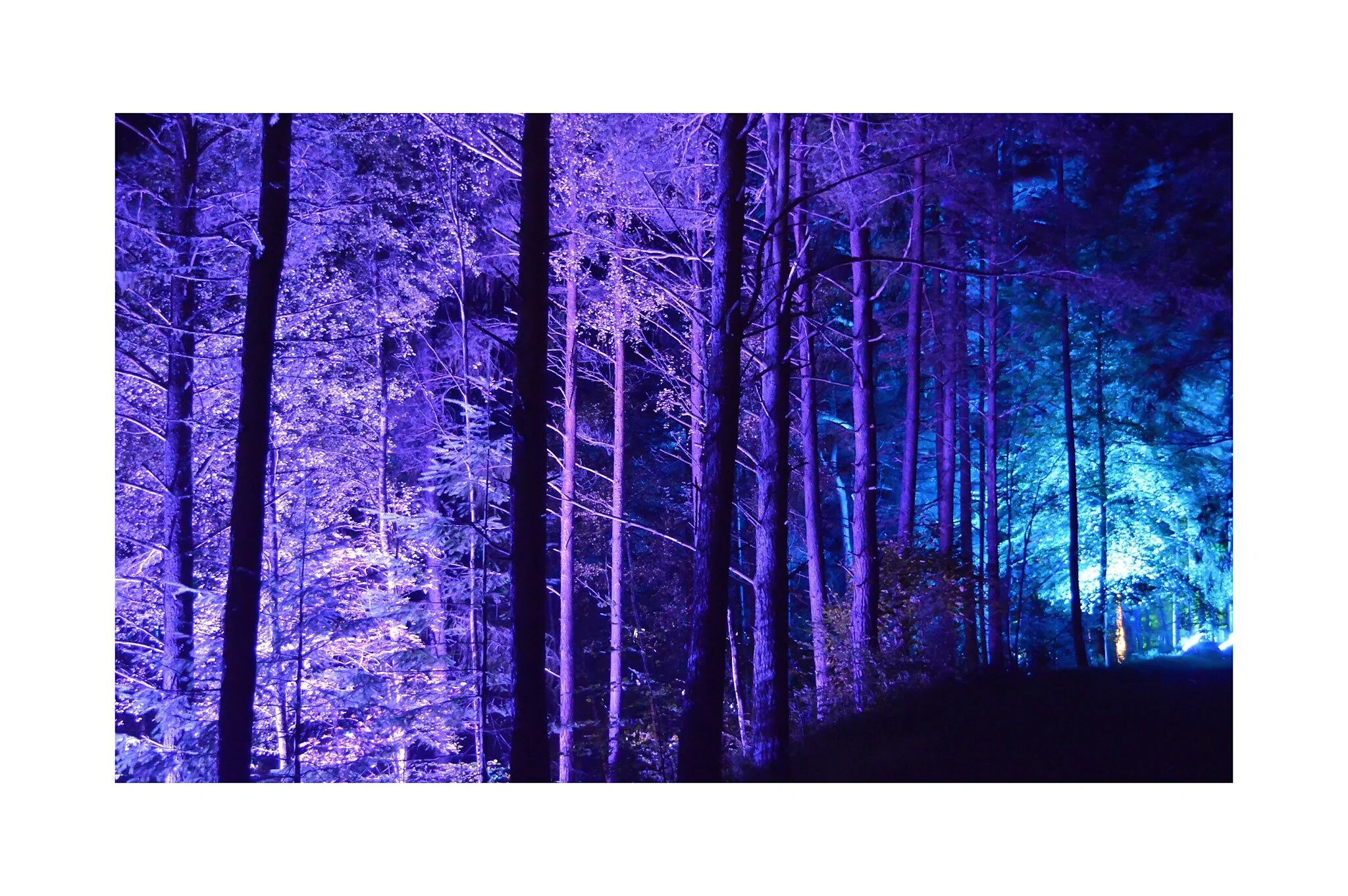 Into the Light