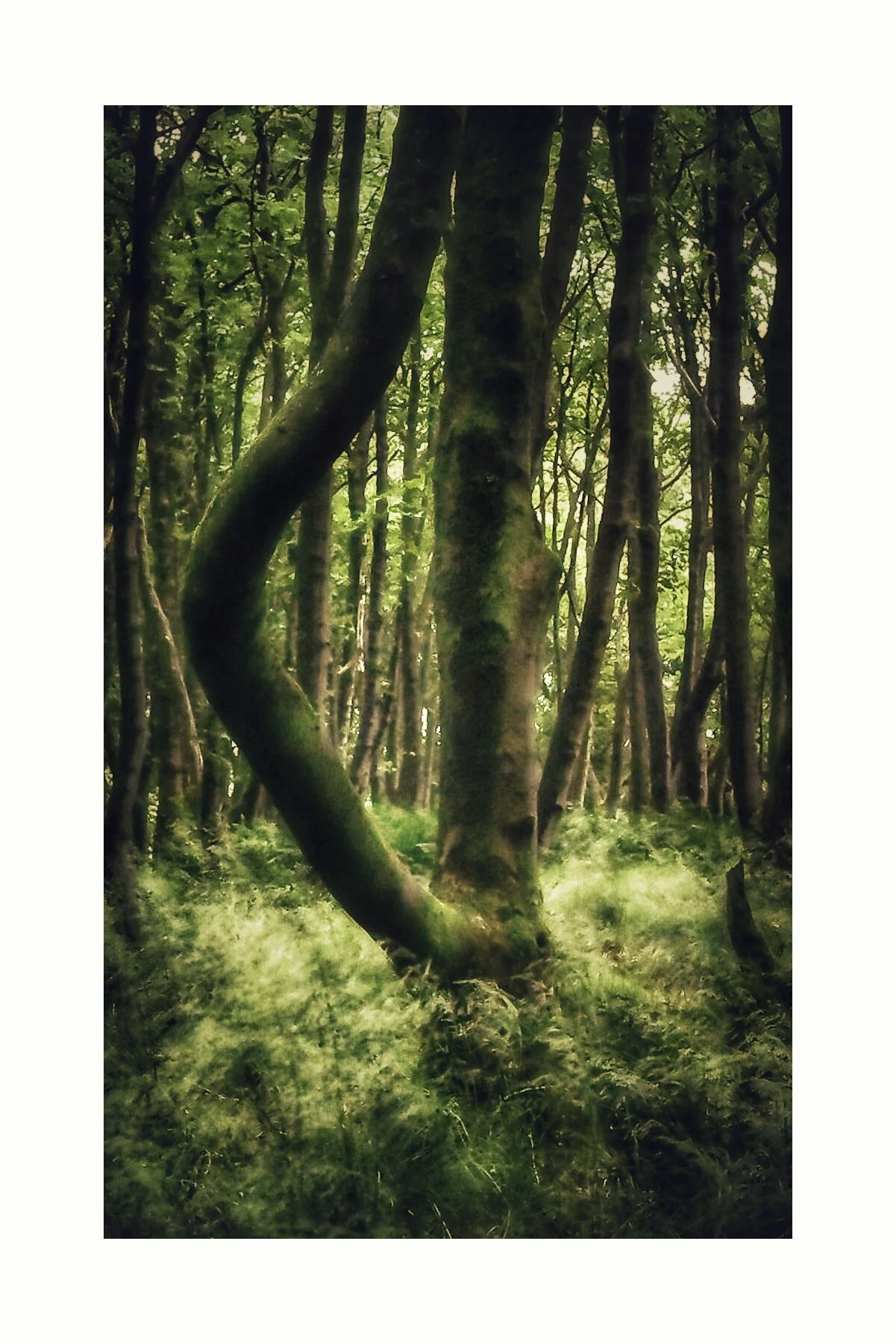 Tree Salute