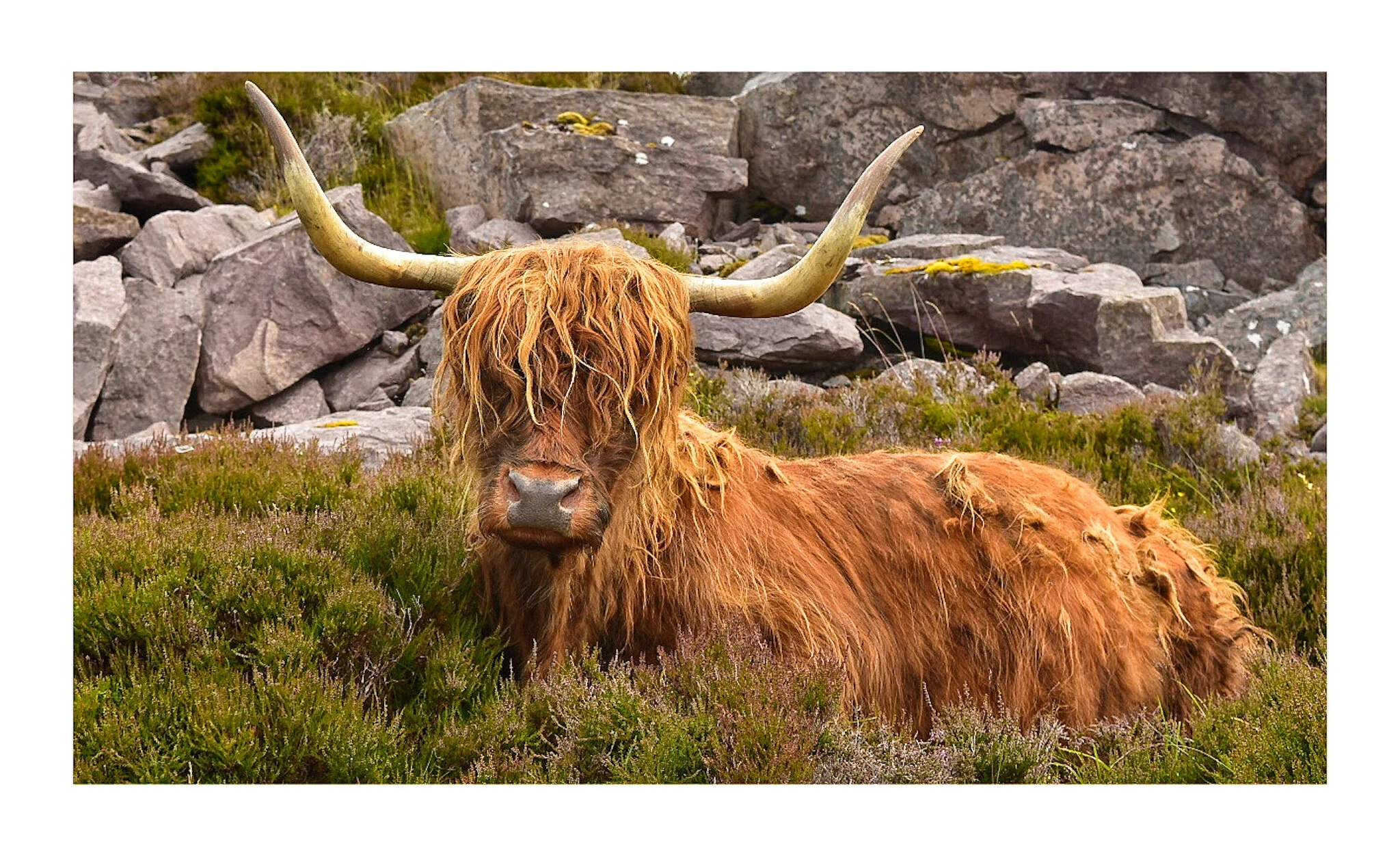 Wild & Free Highland Cow