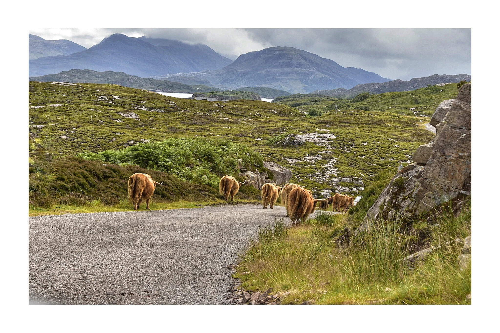 Highland Cows : Free to roam