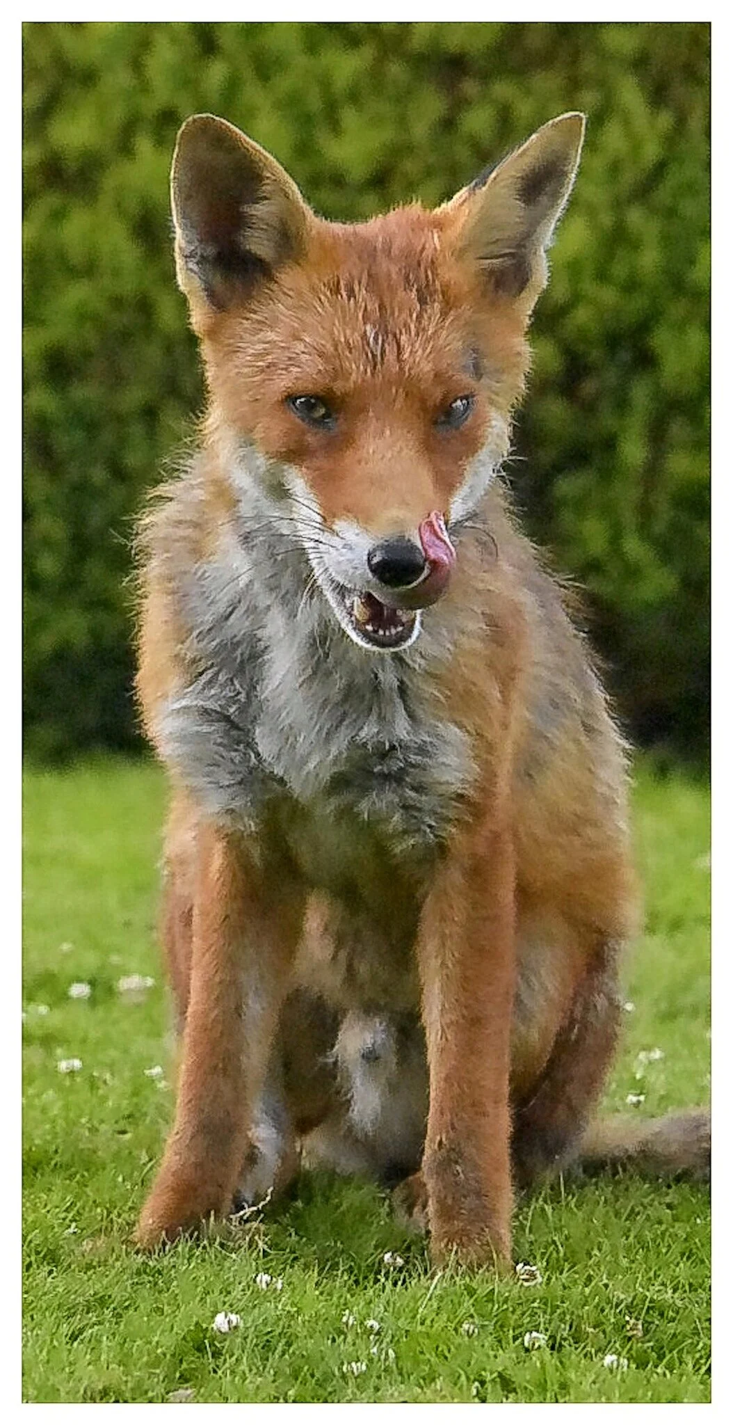 This is dad the proud father of 5 cubs. Unfortunately one cub has died leaving 4 cubs in total to date : 5th August 2020. The cub had a deep hole like was a gunshot wound on his back left hip, unfortunately he was found dead close to the den. The res