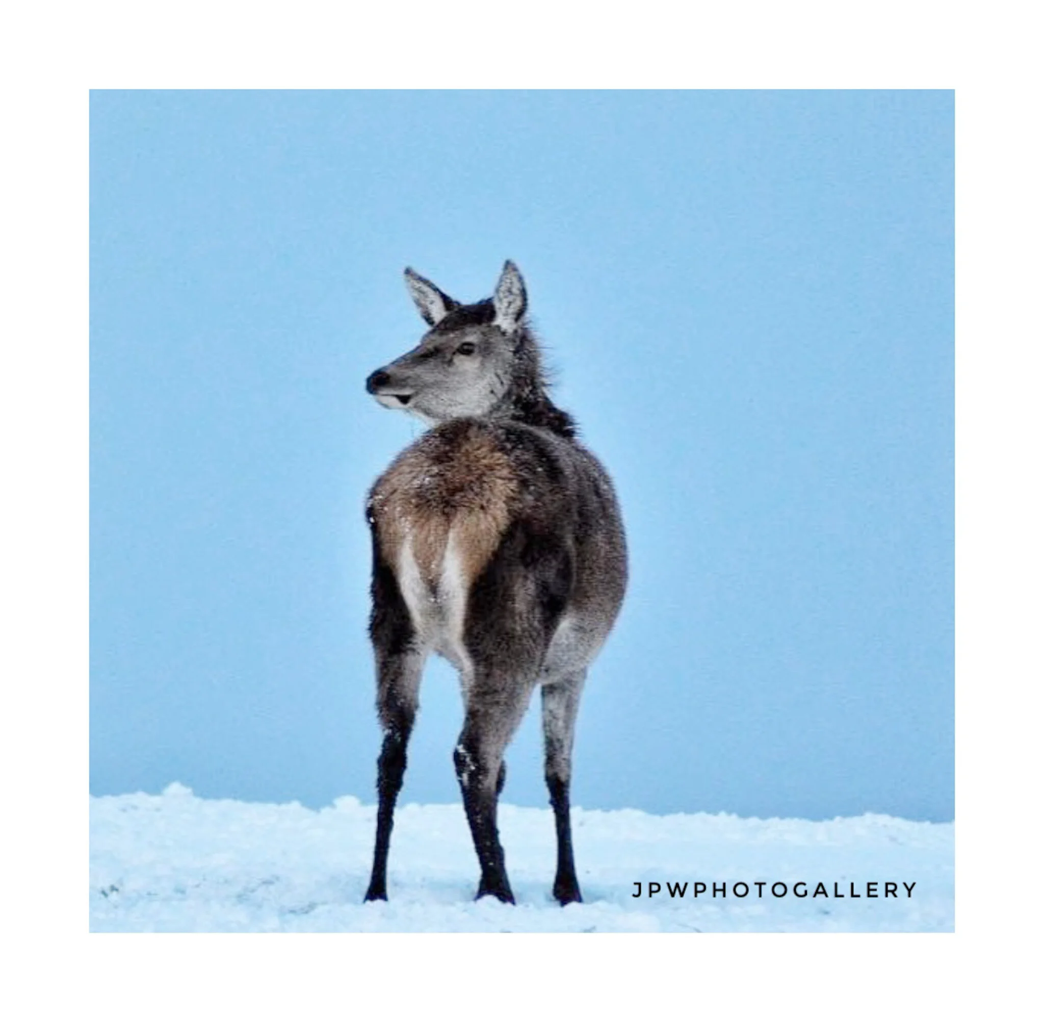 Roe Deer