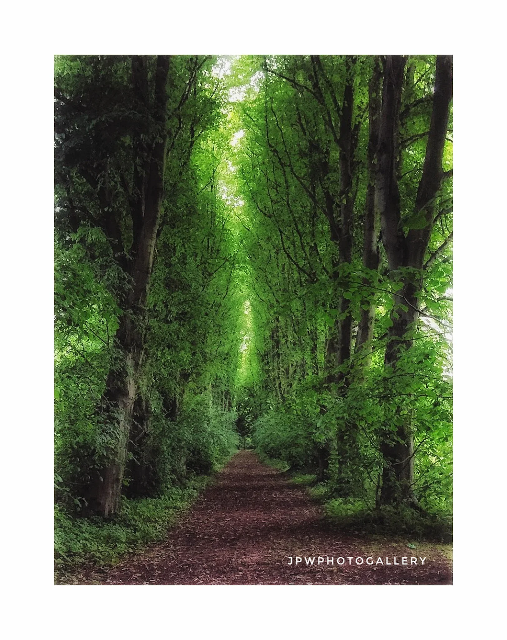 Into the woods
