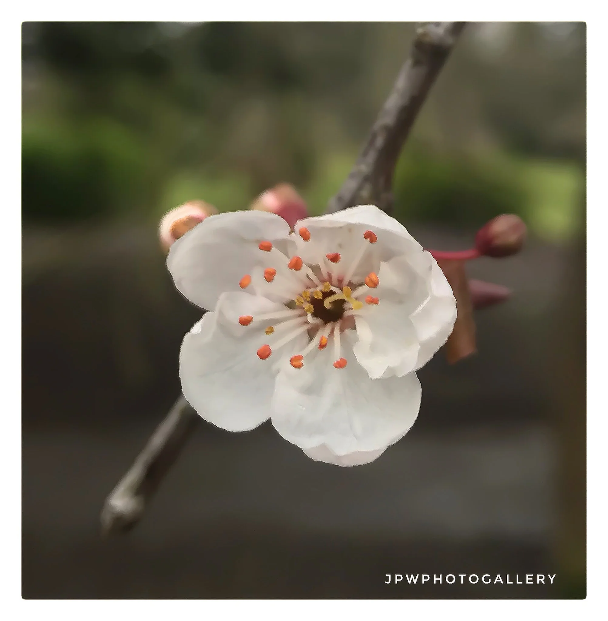 IMG_0247.jpeg