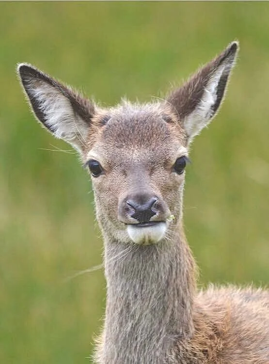 Roe Deer