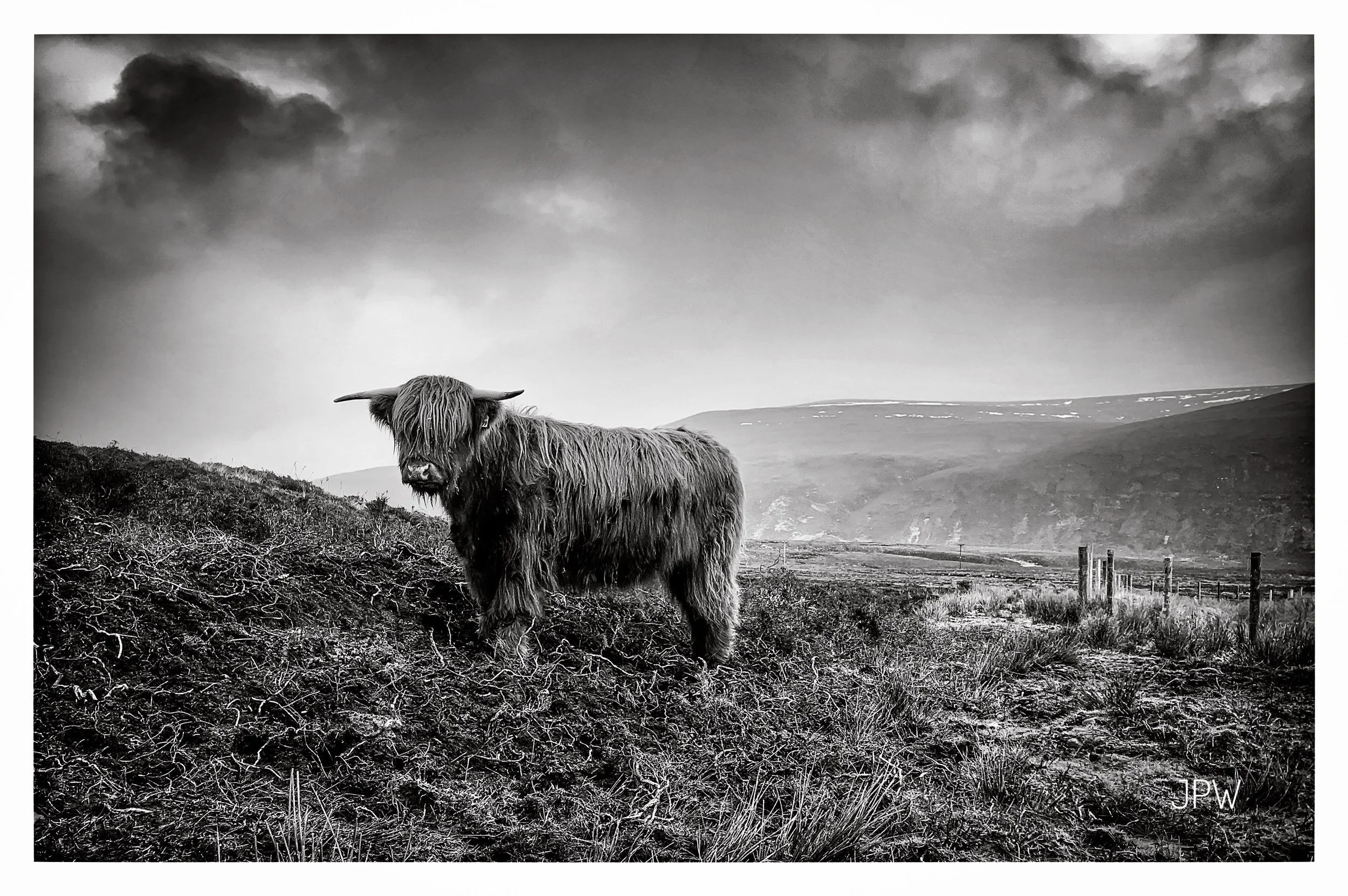 Highland Cow (Black & White Edition)