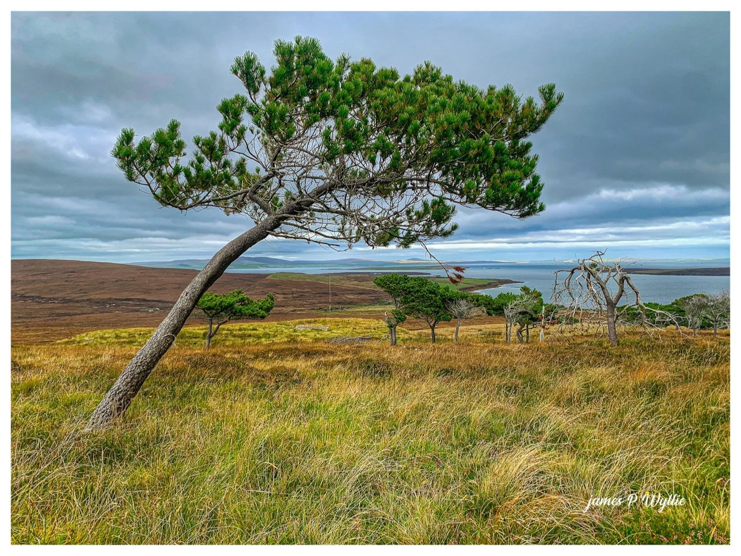The Leaning Scots Pine