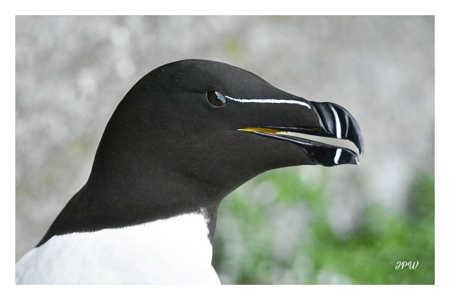 Razor Bill