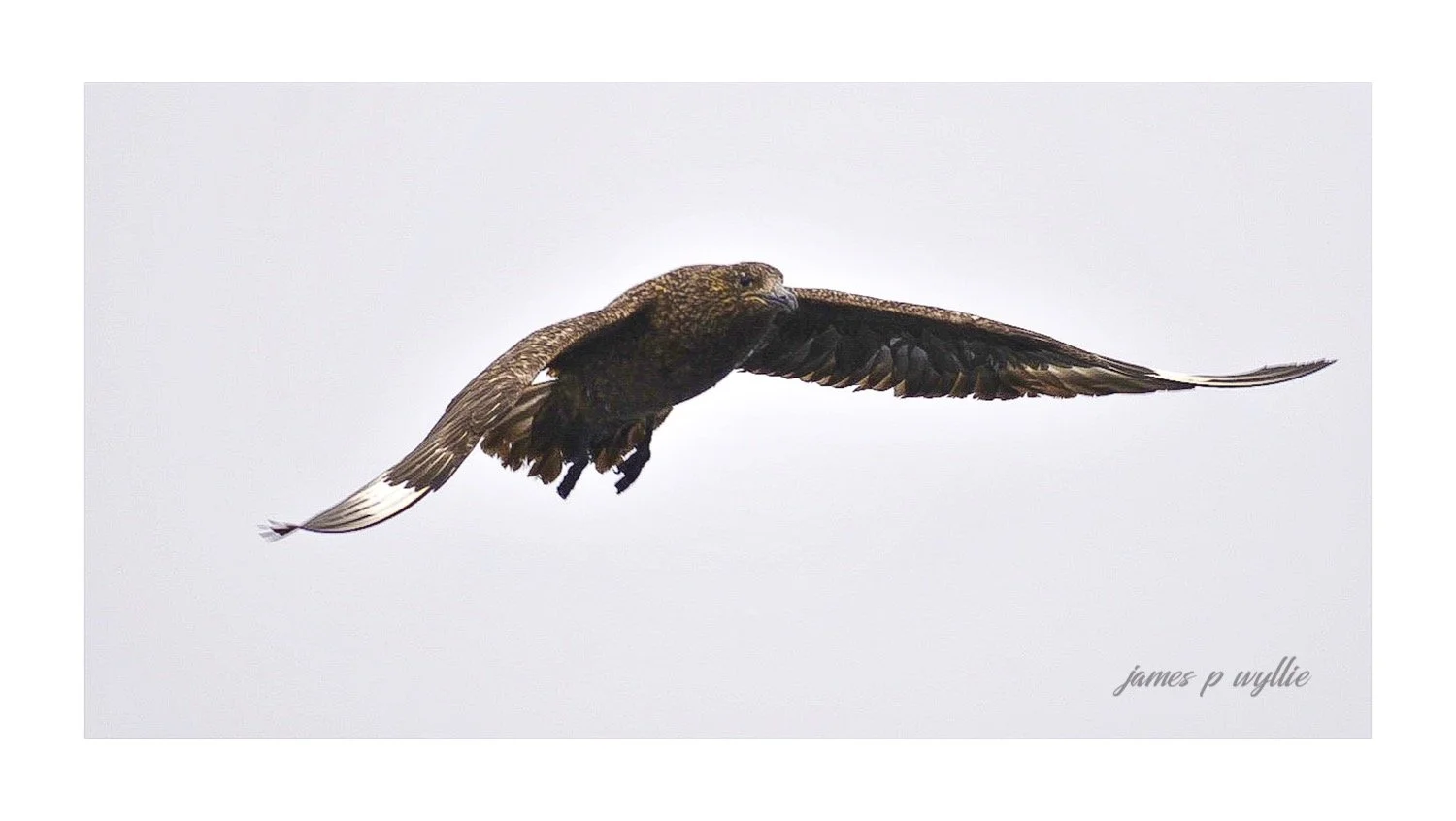 The Great Skua (Stercorarius Skua)