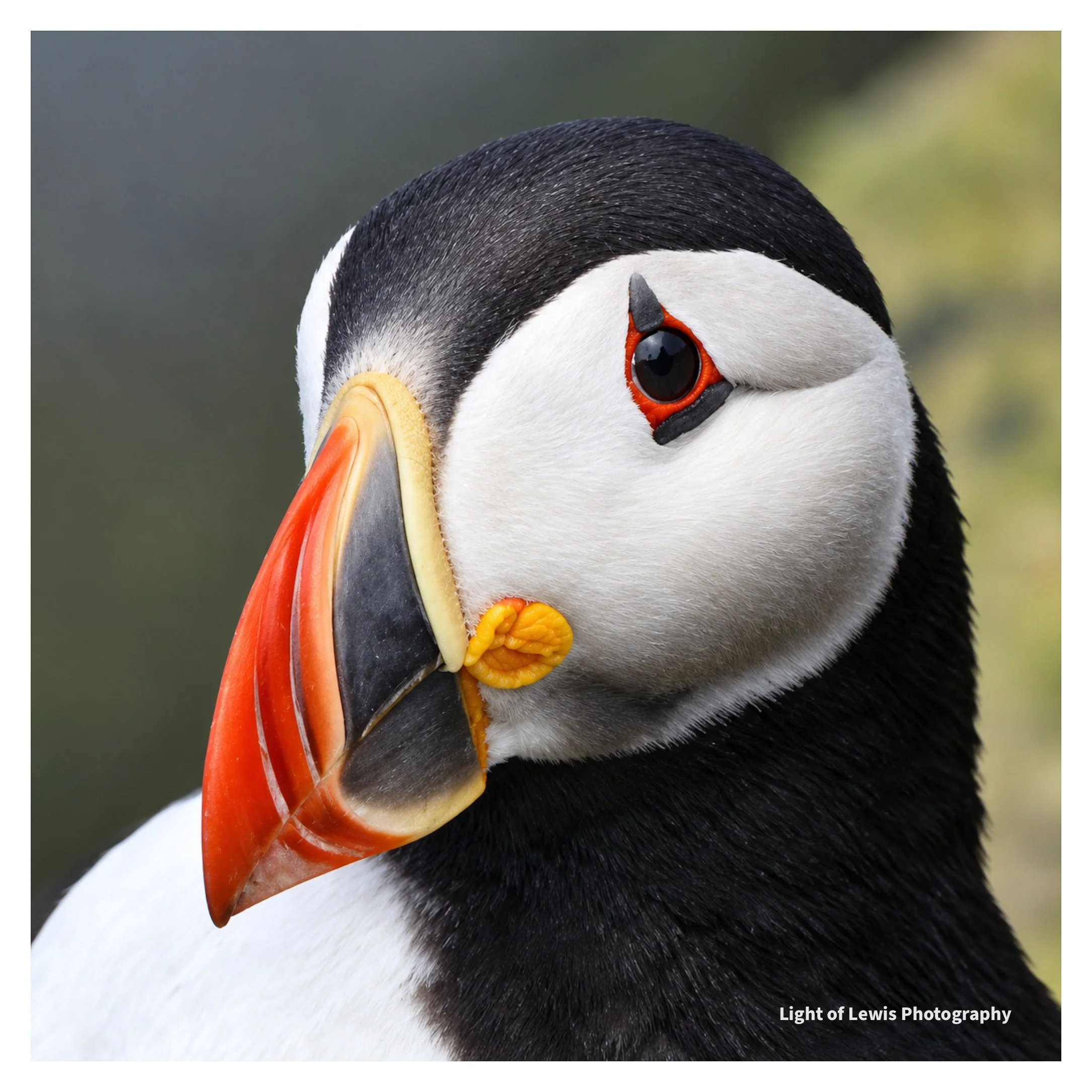 Puffin (Wildlife Photography)