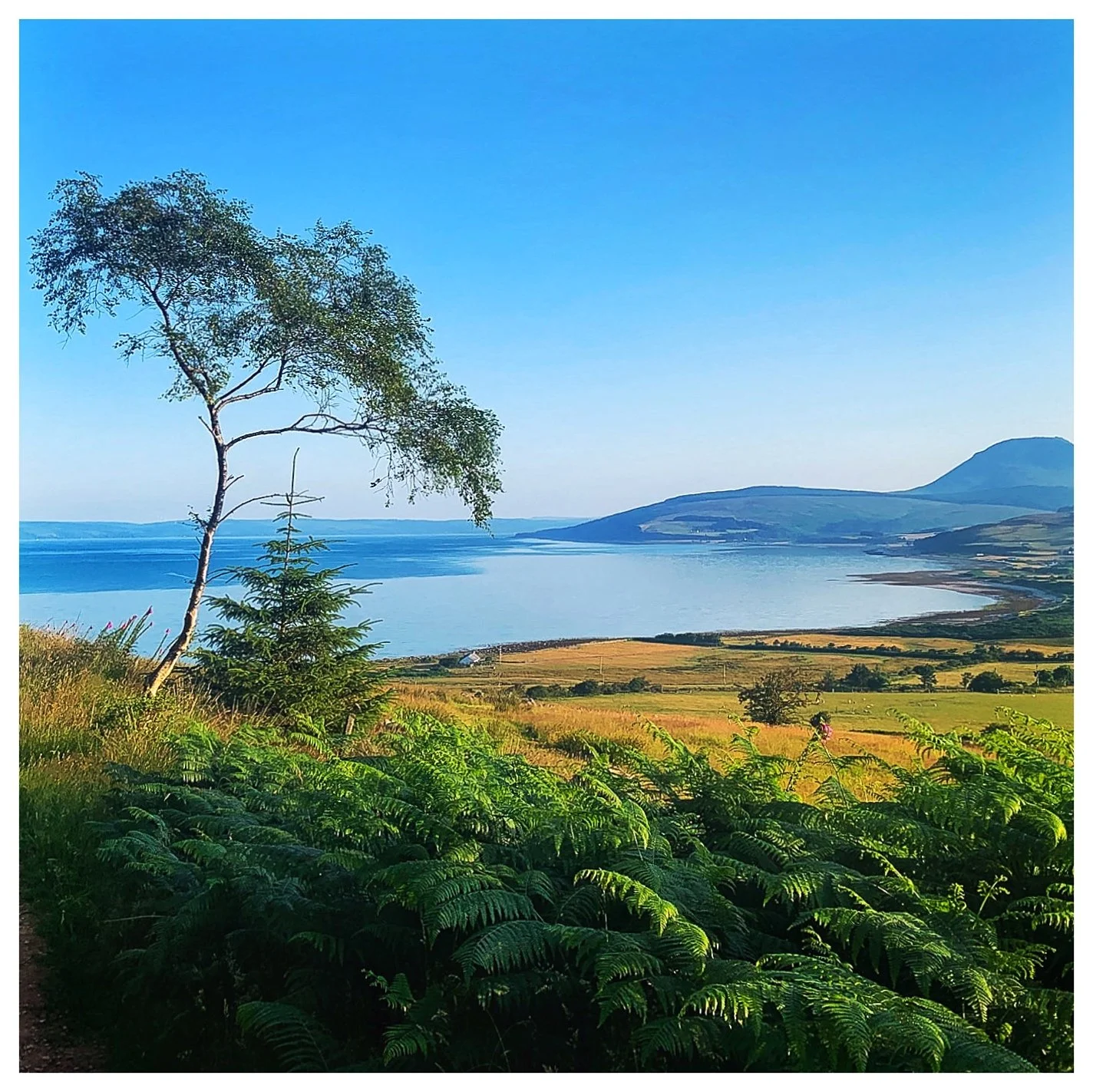 AR-37 : Trees with a view