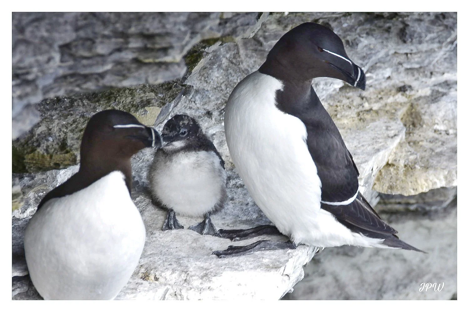 Razor Bills & Chick