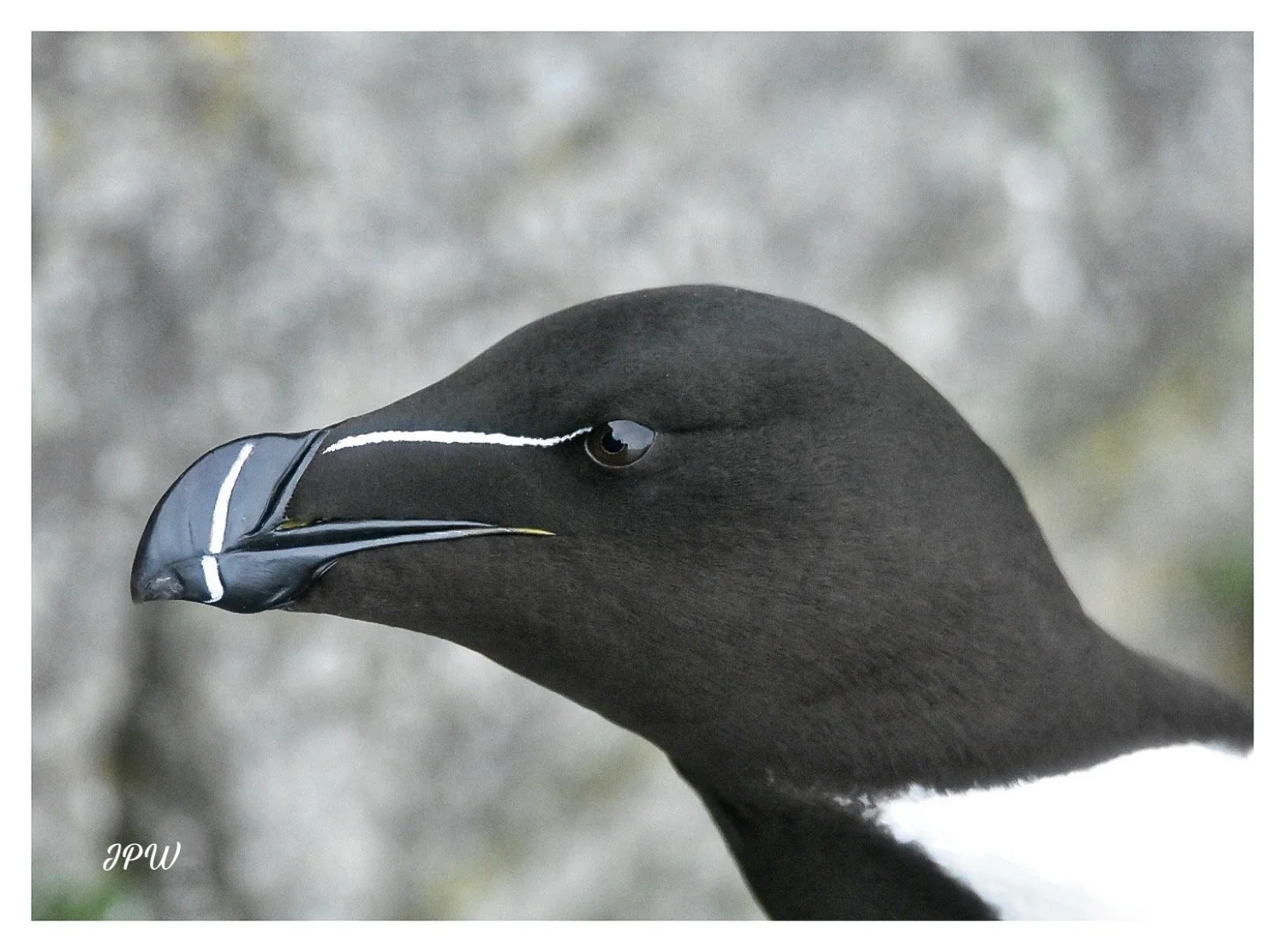 Razor Bill