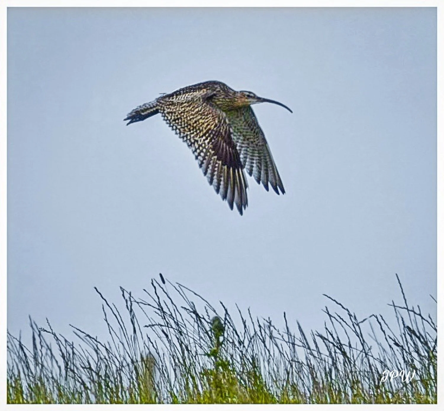 Flight of the Curlew