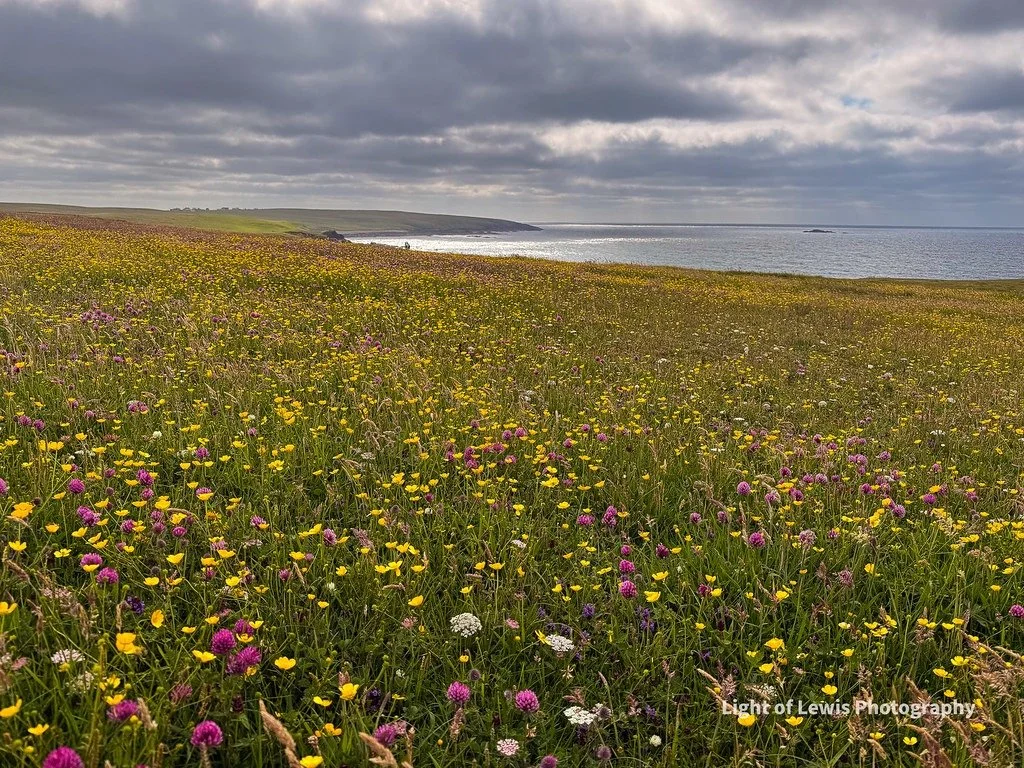 The Machair in Full Bloom