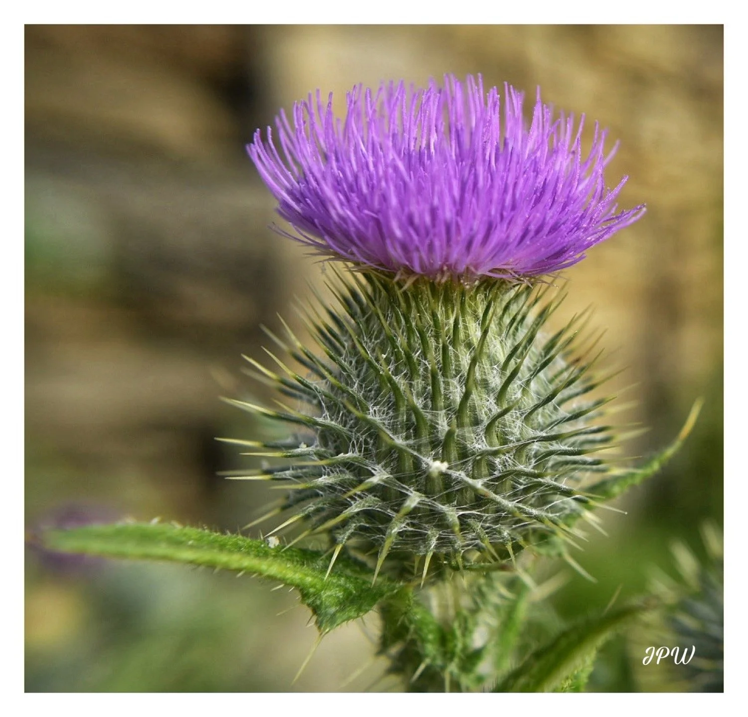 Scottish Thistle
