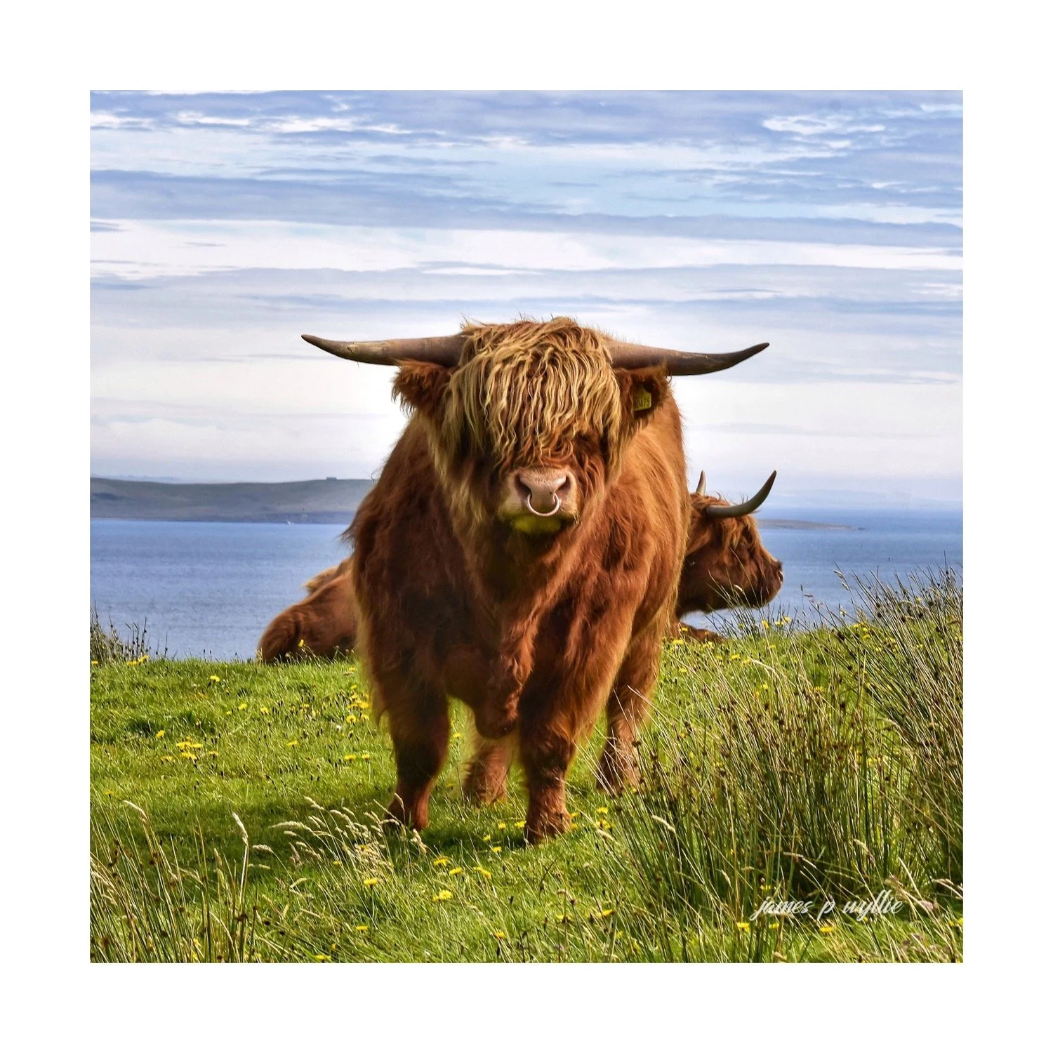 Highland Coo