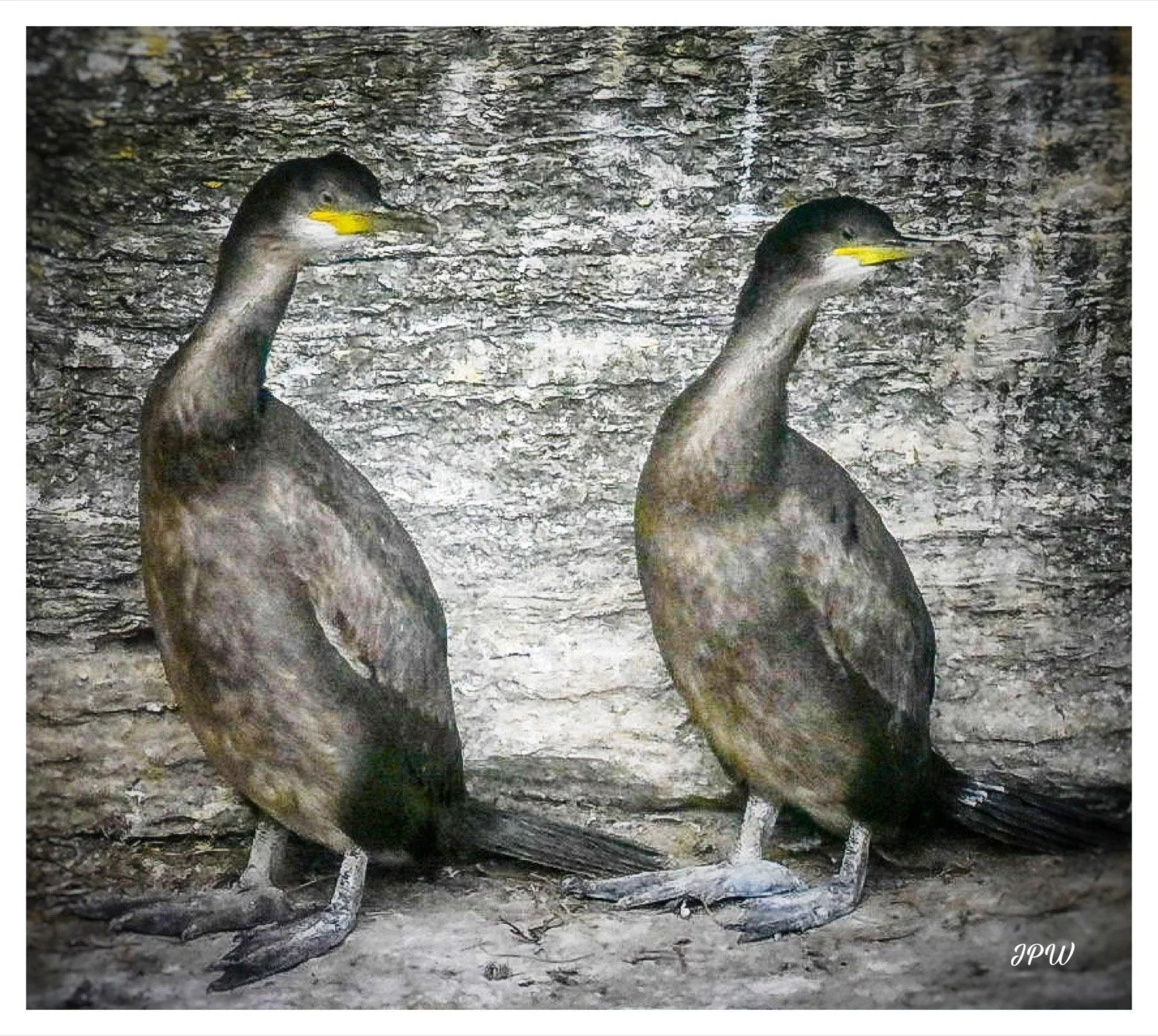 Juvenile Cormorants
