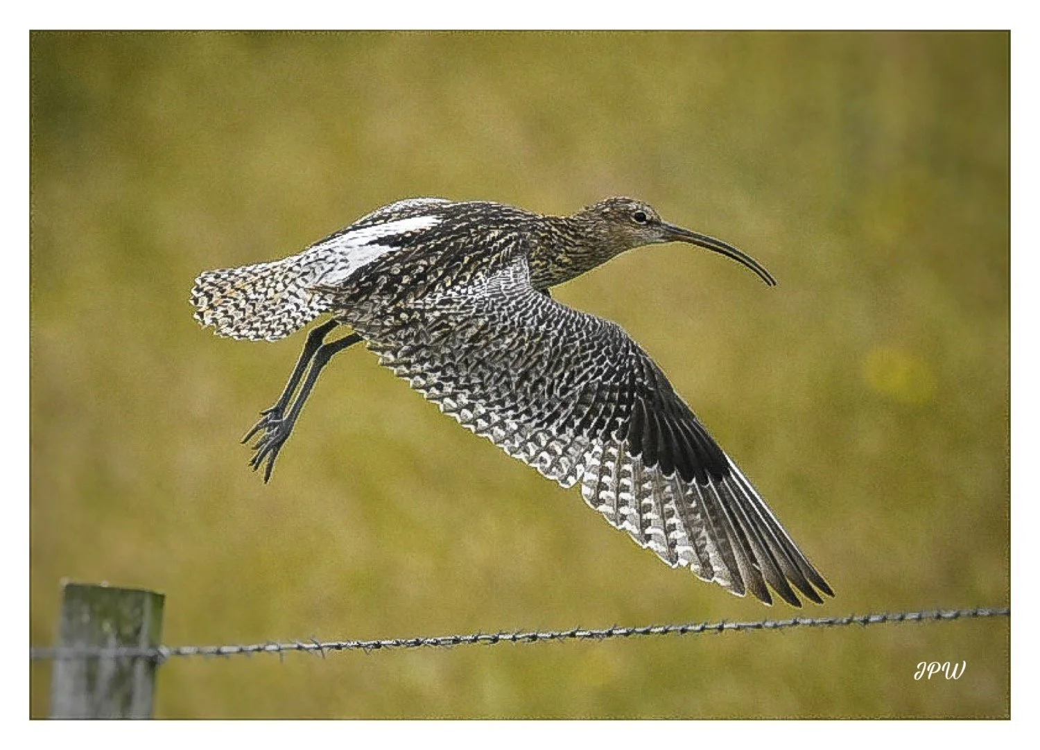 Flight of the Curlew