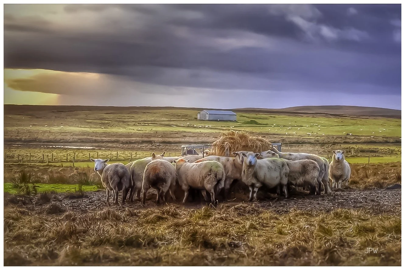 Farming Life on South Walls